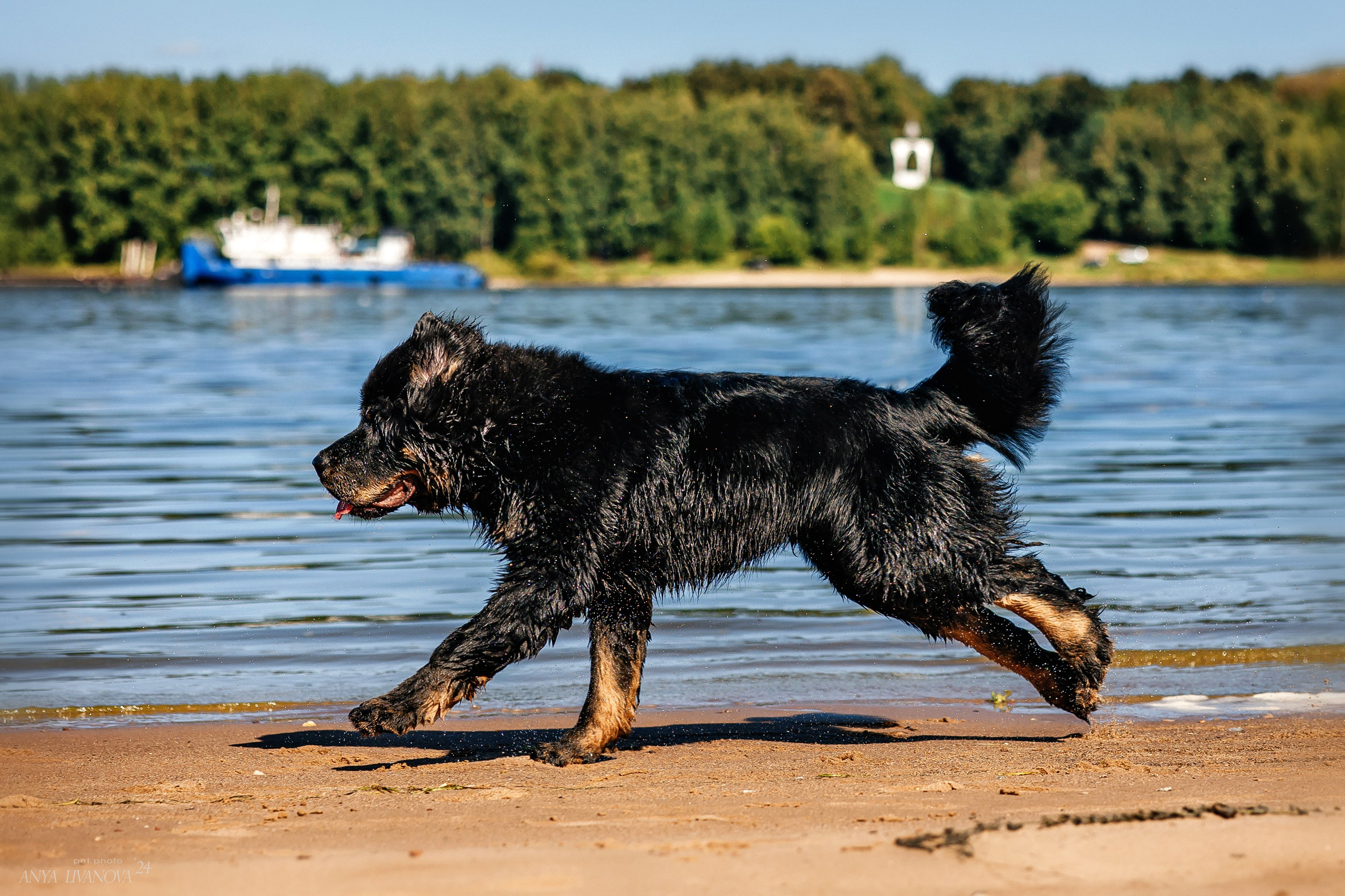 Адмирал. Фотограф анималист Аня Ливанова | Рыбинск