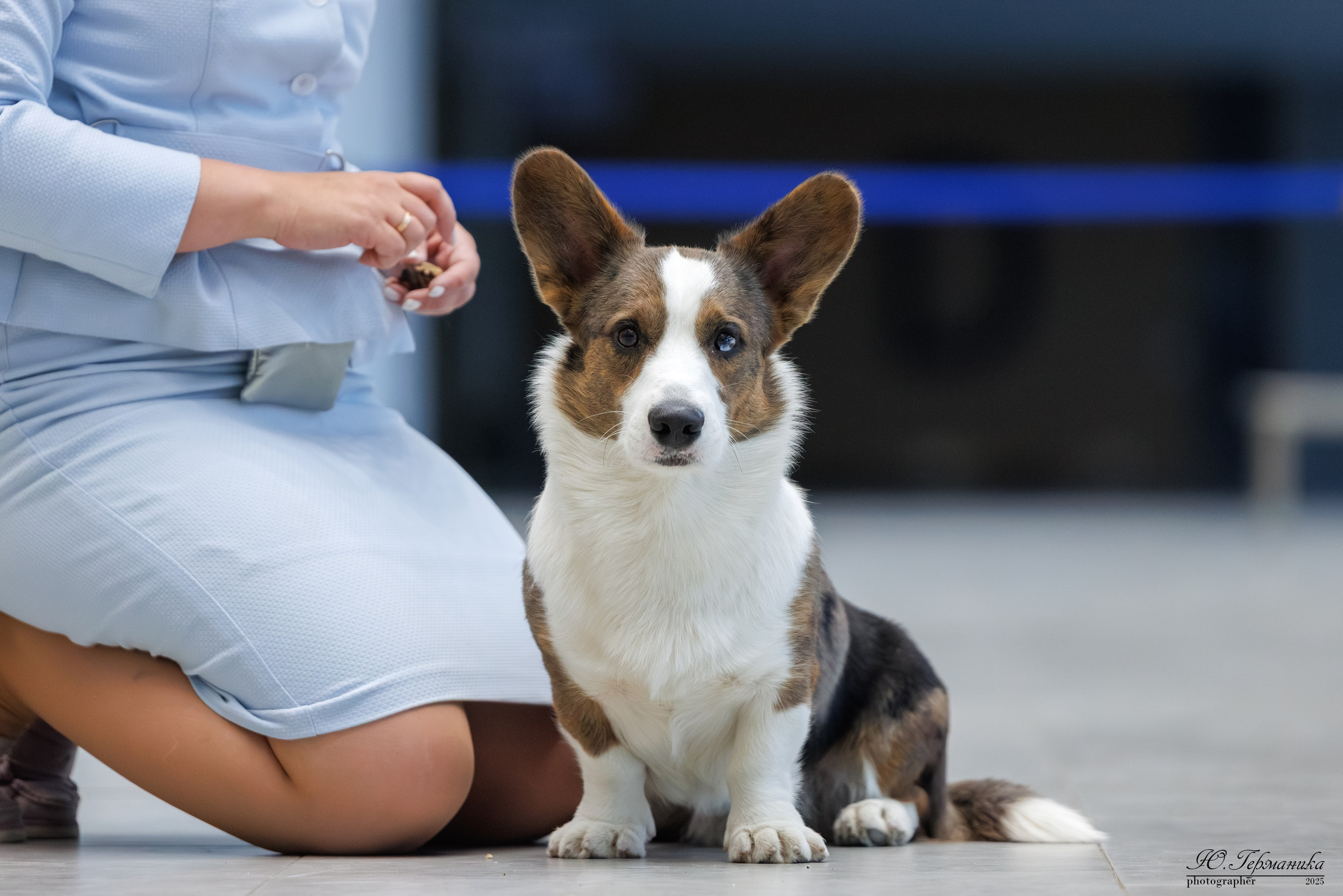 Астана 2хCACIB 3-4.05.2025. Фотограф-анималист Юлия Германика