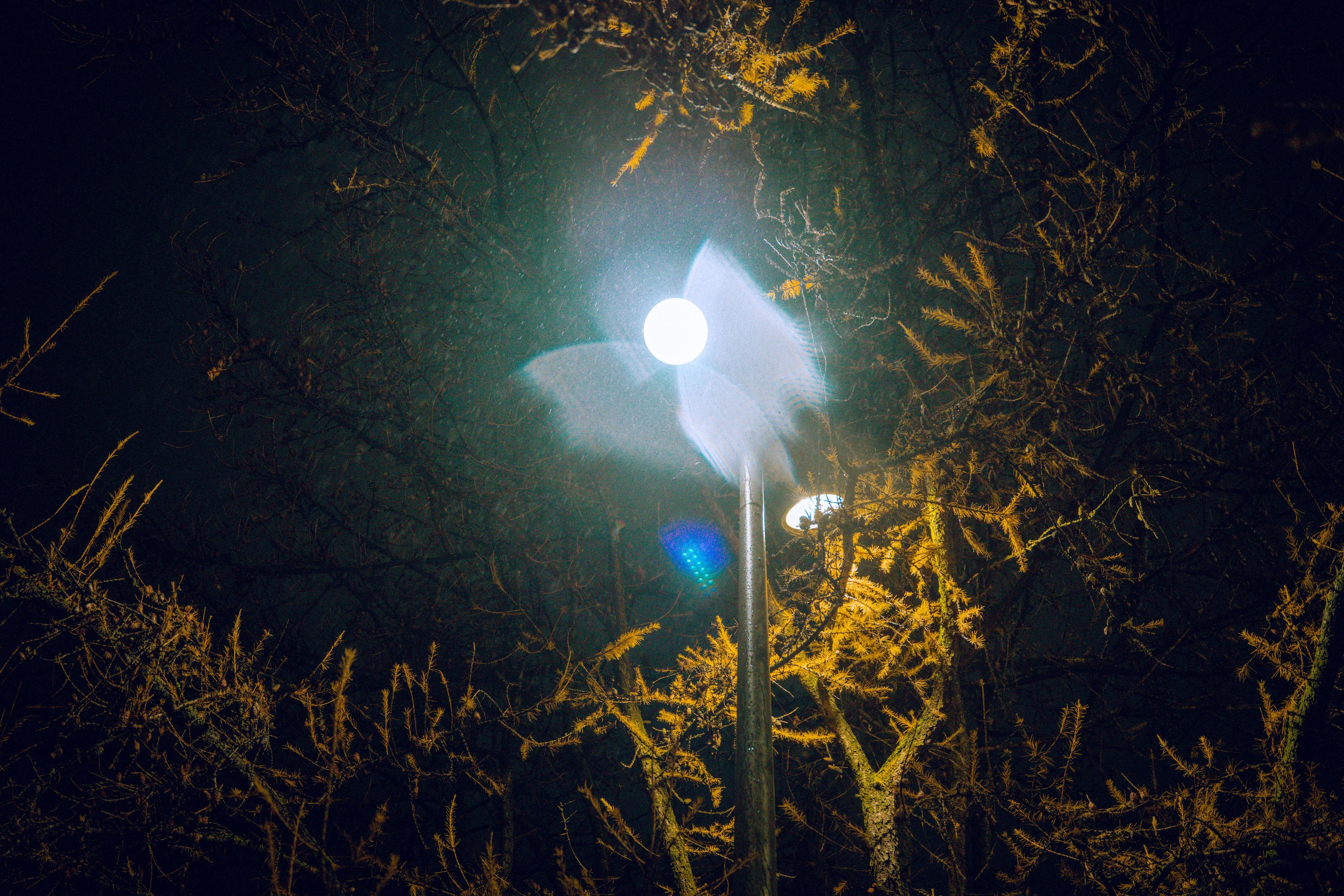 Из наблюдений. Плак или Квак