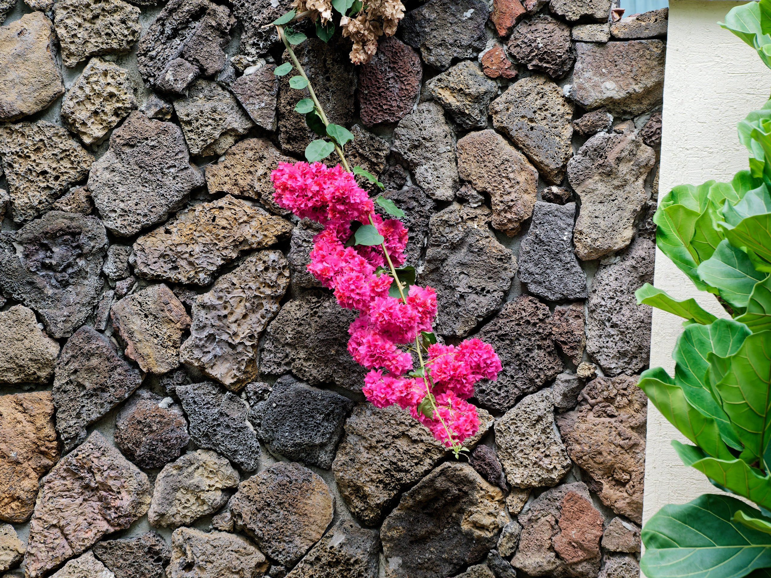 Хайнань 2026, флора, цветы и деревья. Фотопрогулки по Миру