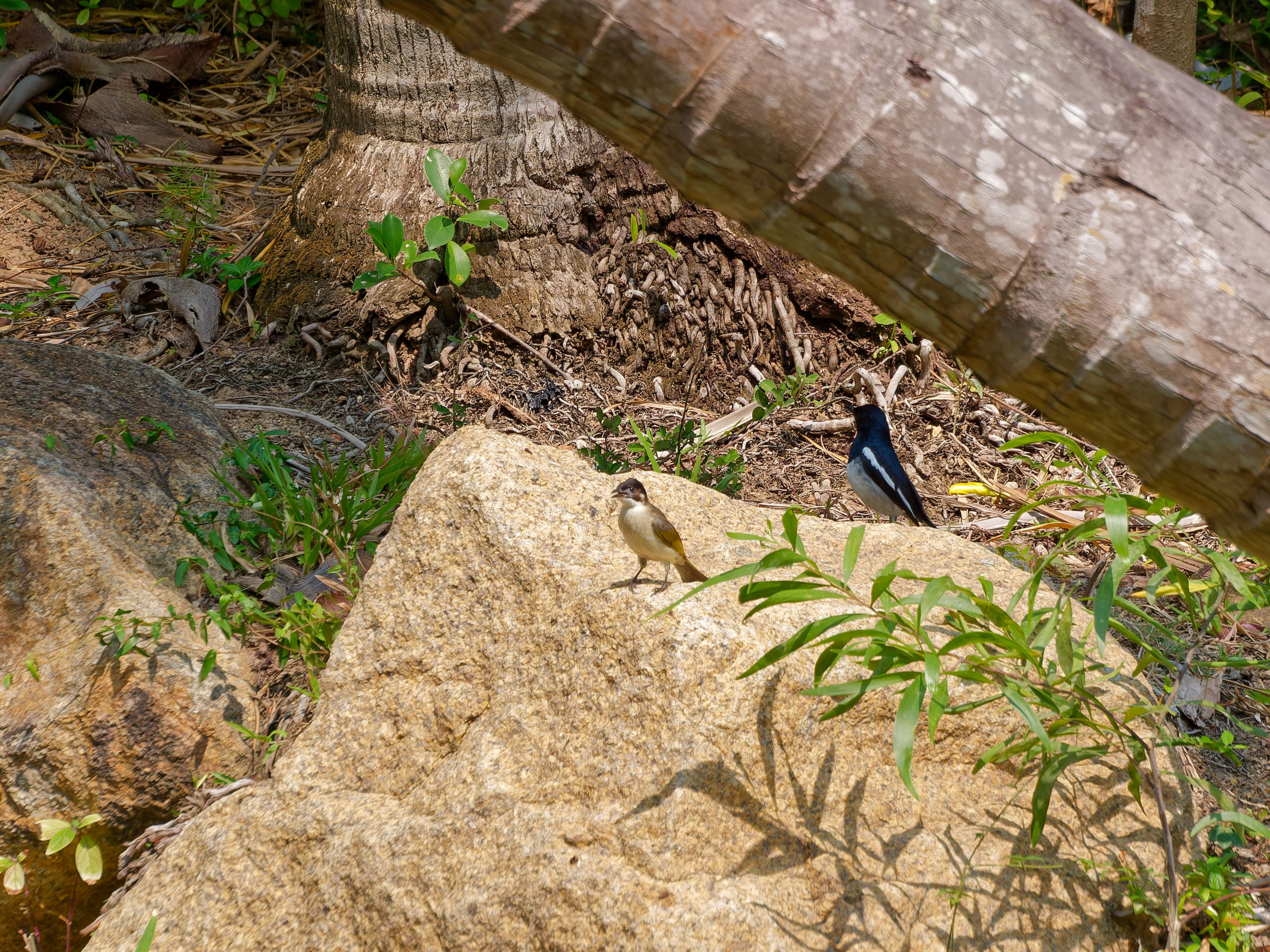 Хайнань 2026, птицы острова. Фотопрогулки по Миру