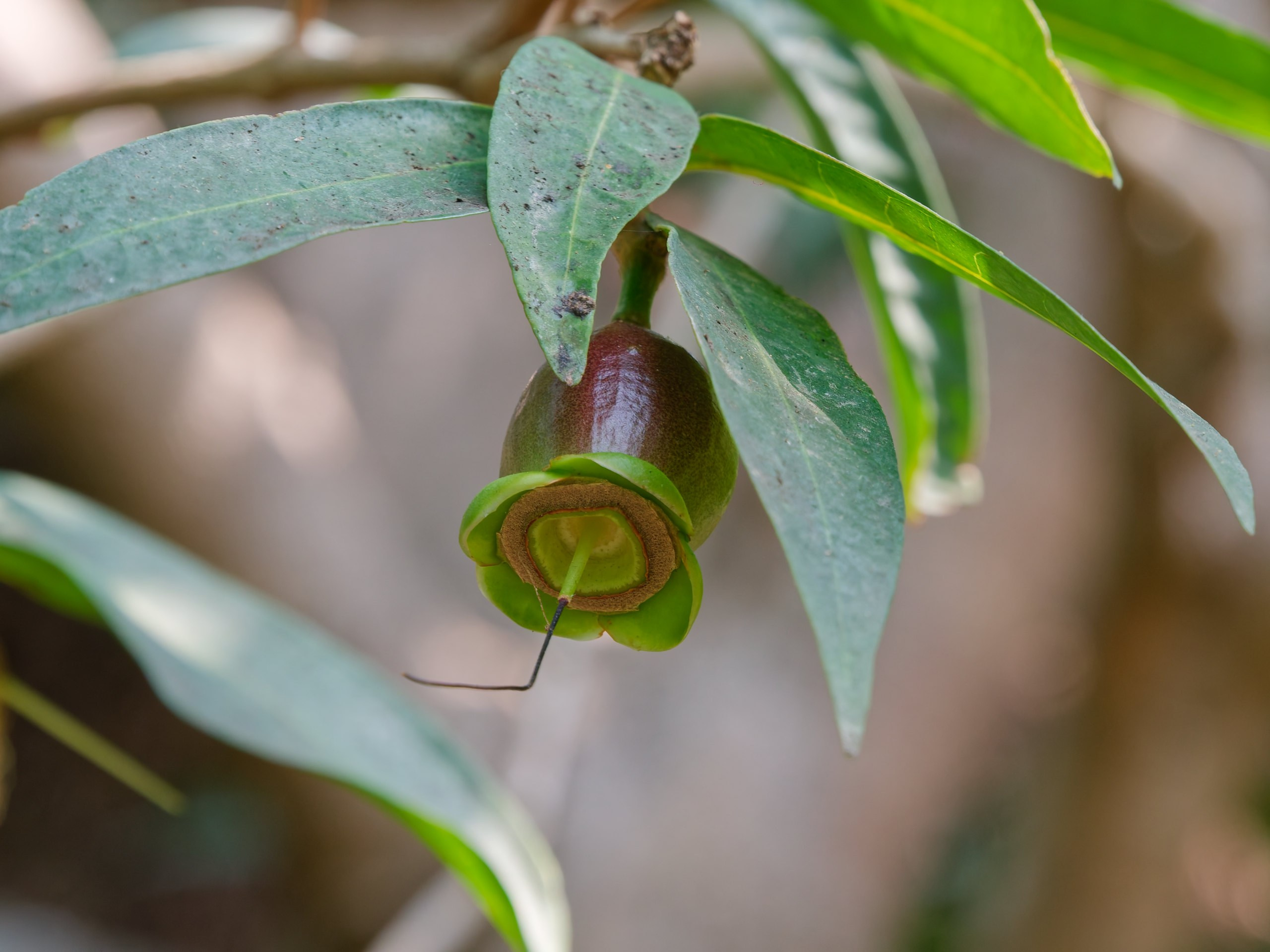 Хайнань 2026, флора, цветы и деревья. Фотопрогулки по Миру