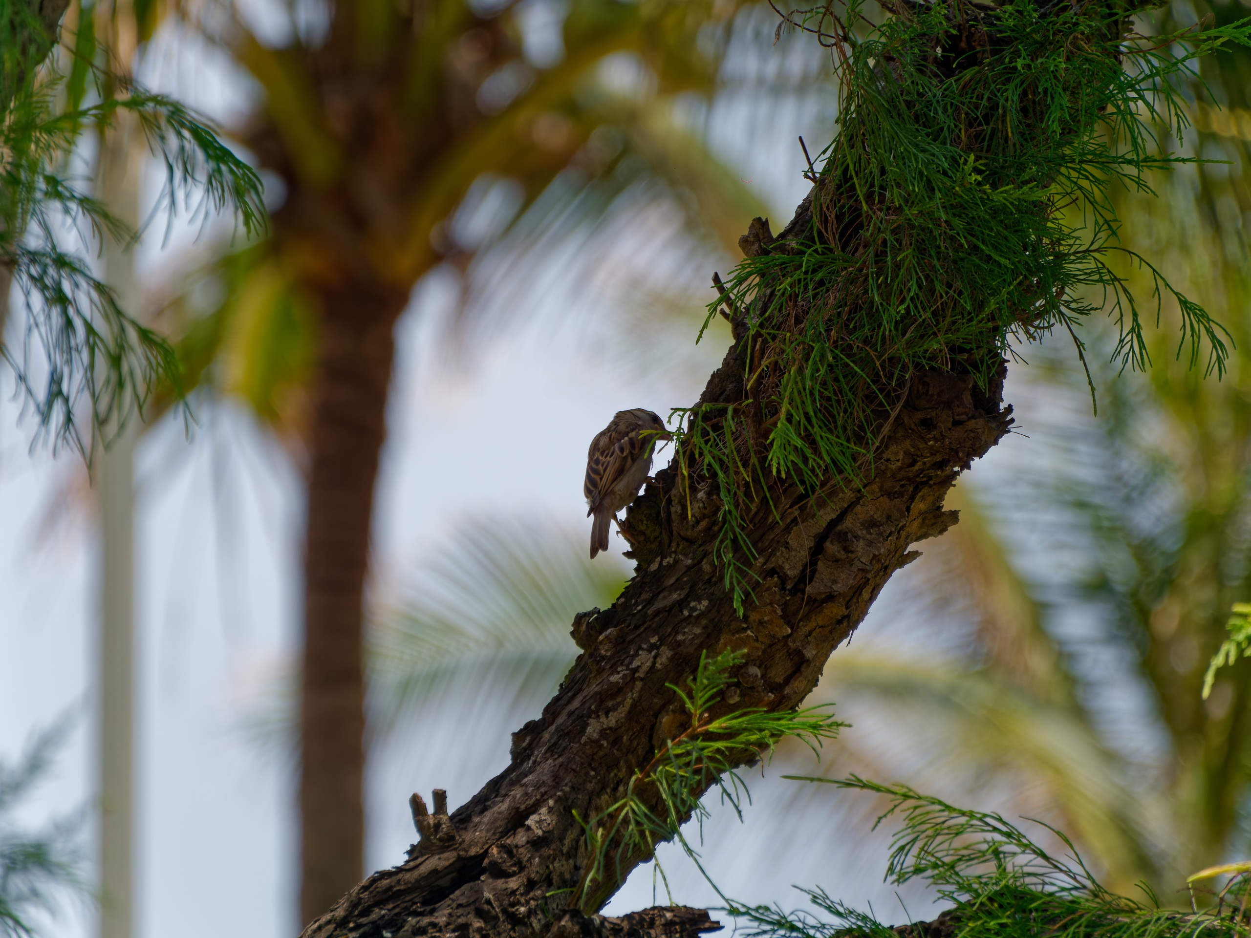 Нячанг 2025 (6). Избранные фотографии