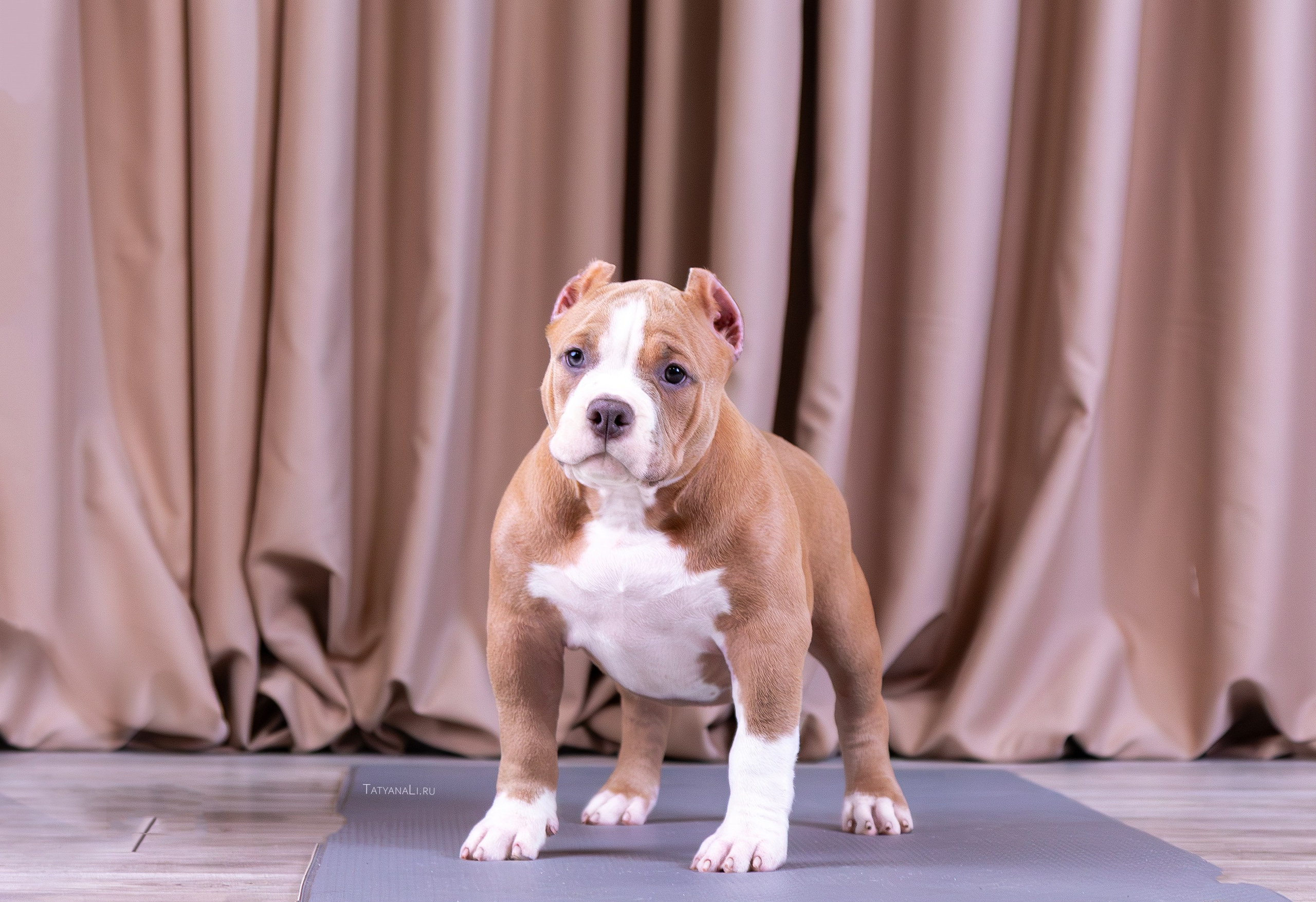 Американский булли. Фотограф — анималист Татьяна Ли