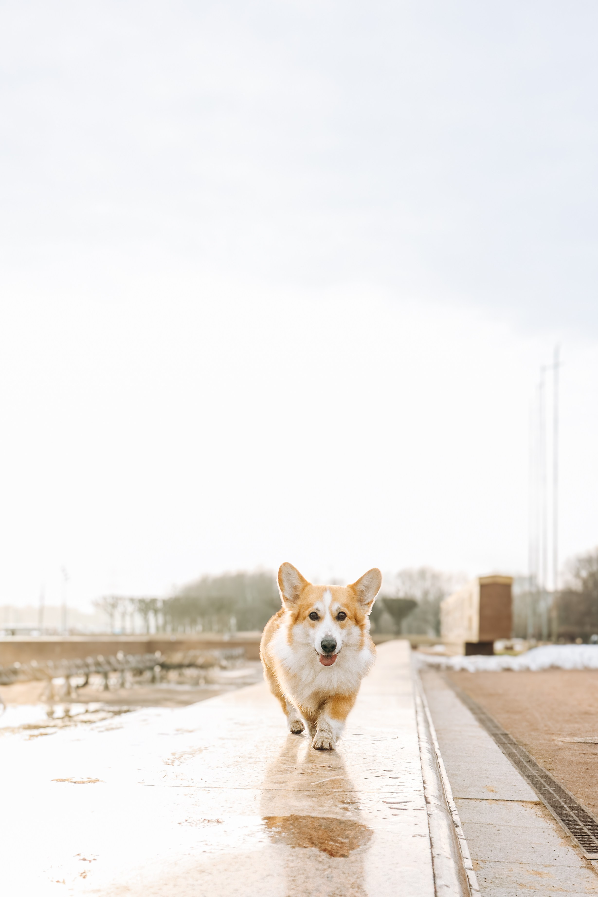 Фотограф-анималист в Санкт-Петербурге