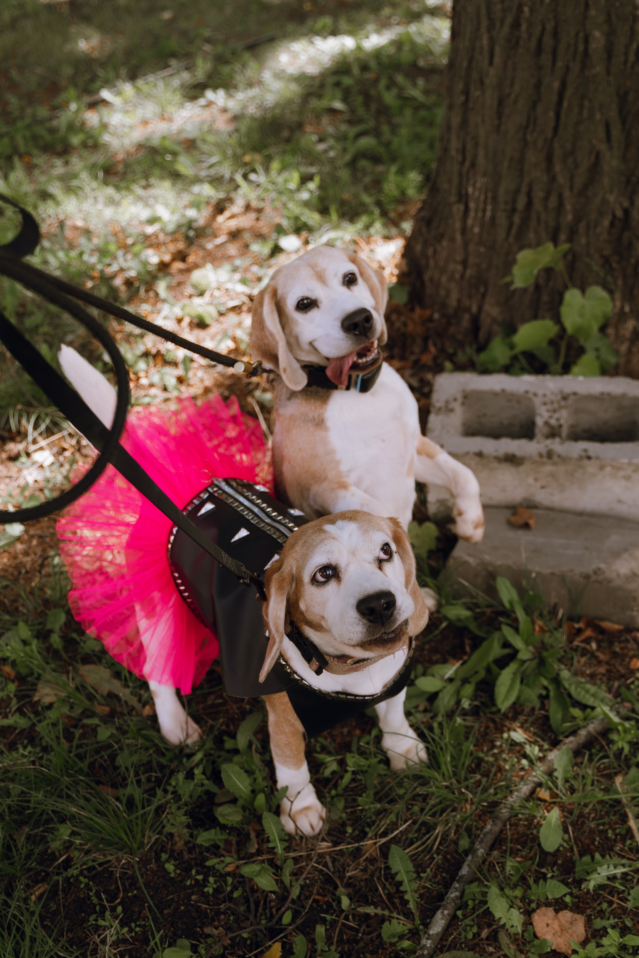 Площадка фестиваля «Мампус и его друзья» в Лесопарке 2025. Фотограф Надежда Погребняк | Рязань | Москва