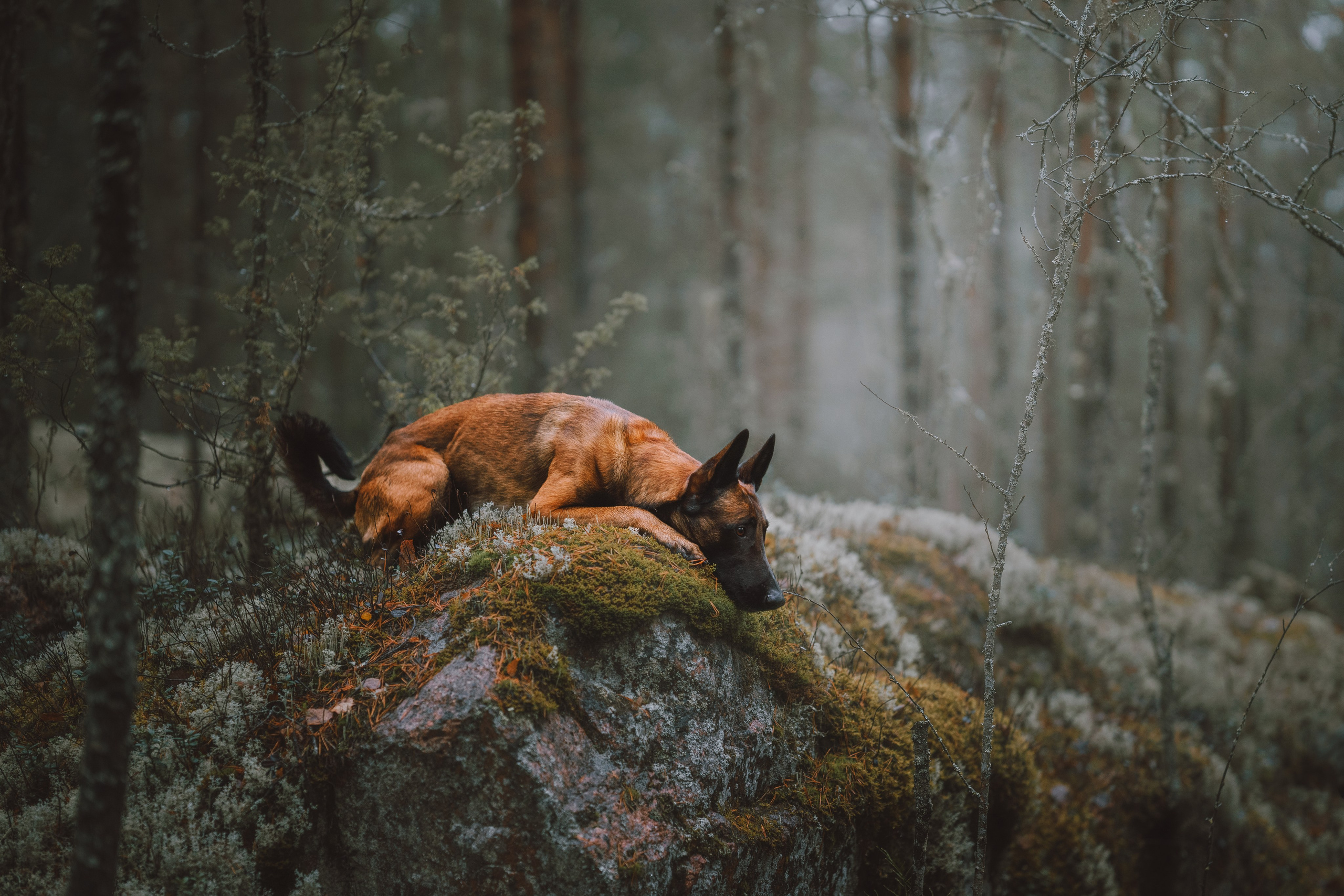 Раш. Фотограф анималист Осипчикова Мария