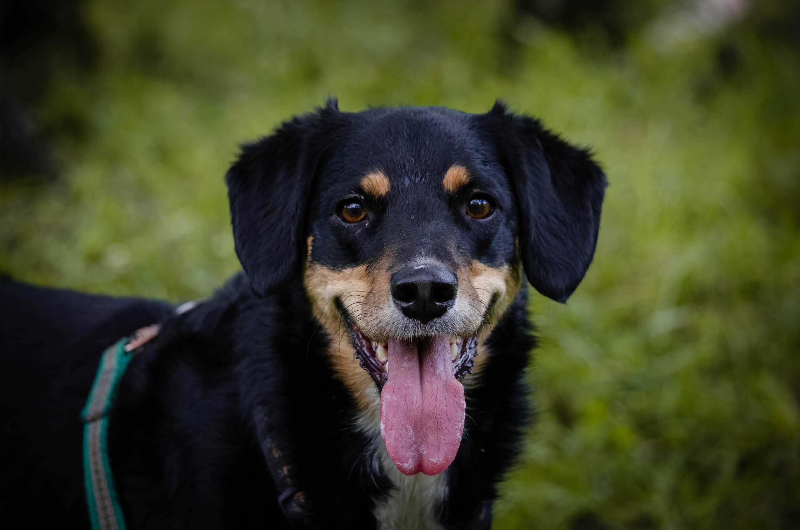 Том и Тося. Фотограф Светлана Блинова, Москва и Московская область