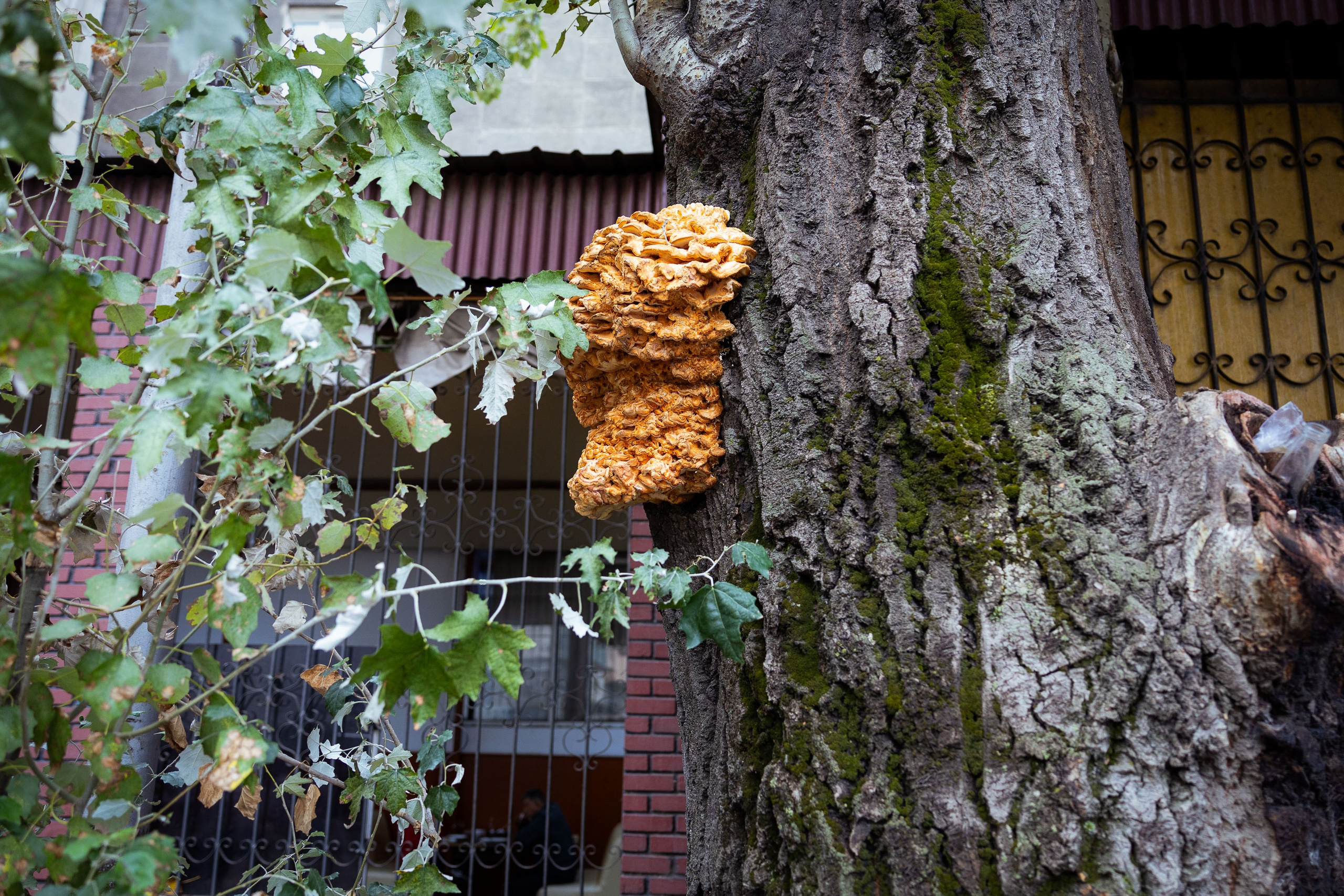 Казахстан (осень 2024). Фотограф Виноградов Константин