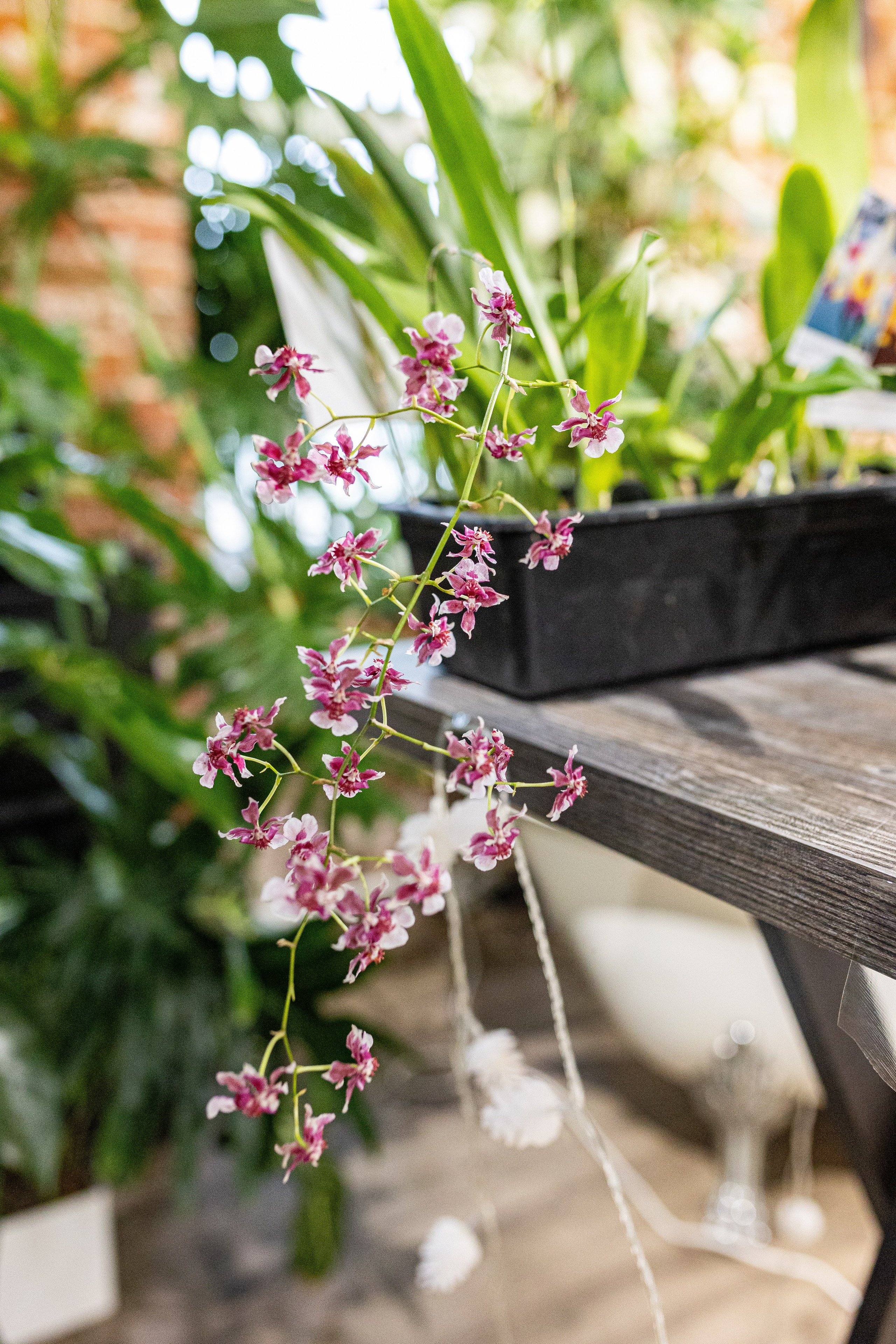 GreenRare ярмарка 2024. Александра Куликова фотограф, Москва