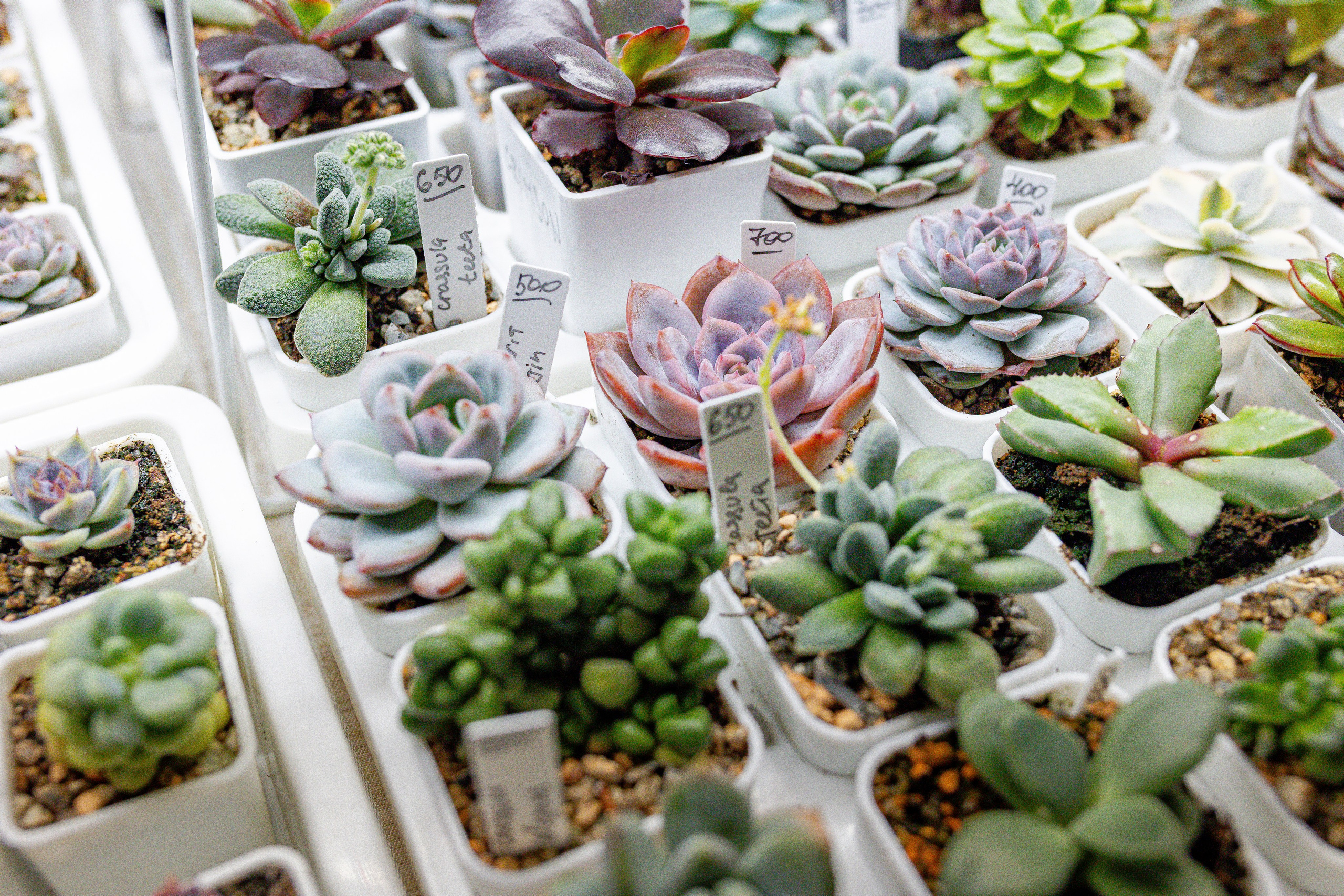 Growbox 1–2 марта. Александра Куликова фотограф, Москва