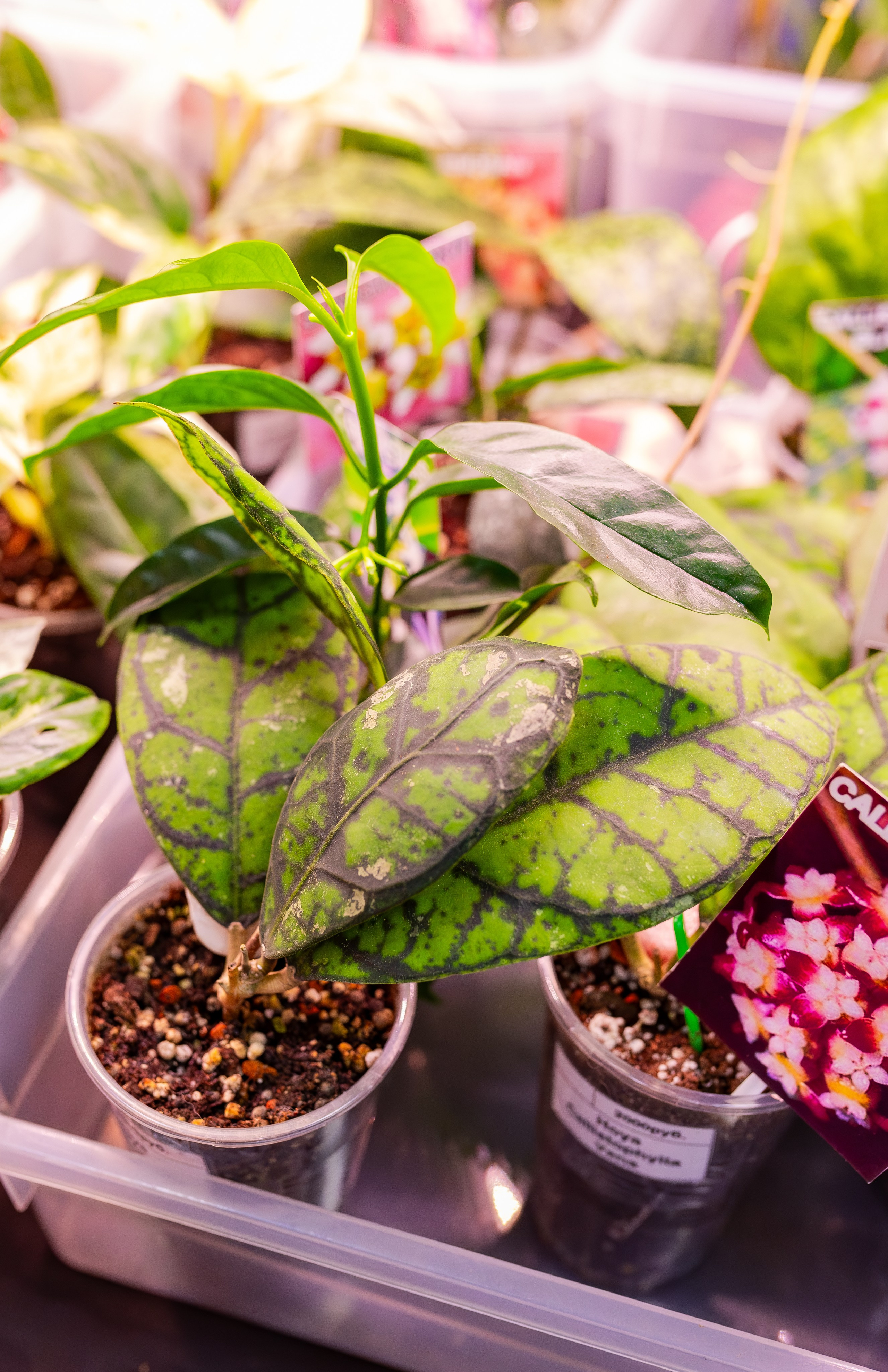 Орхидиум сентябрь 2025. Александра Куликова фотограф, Москва