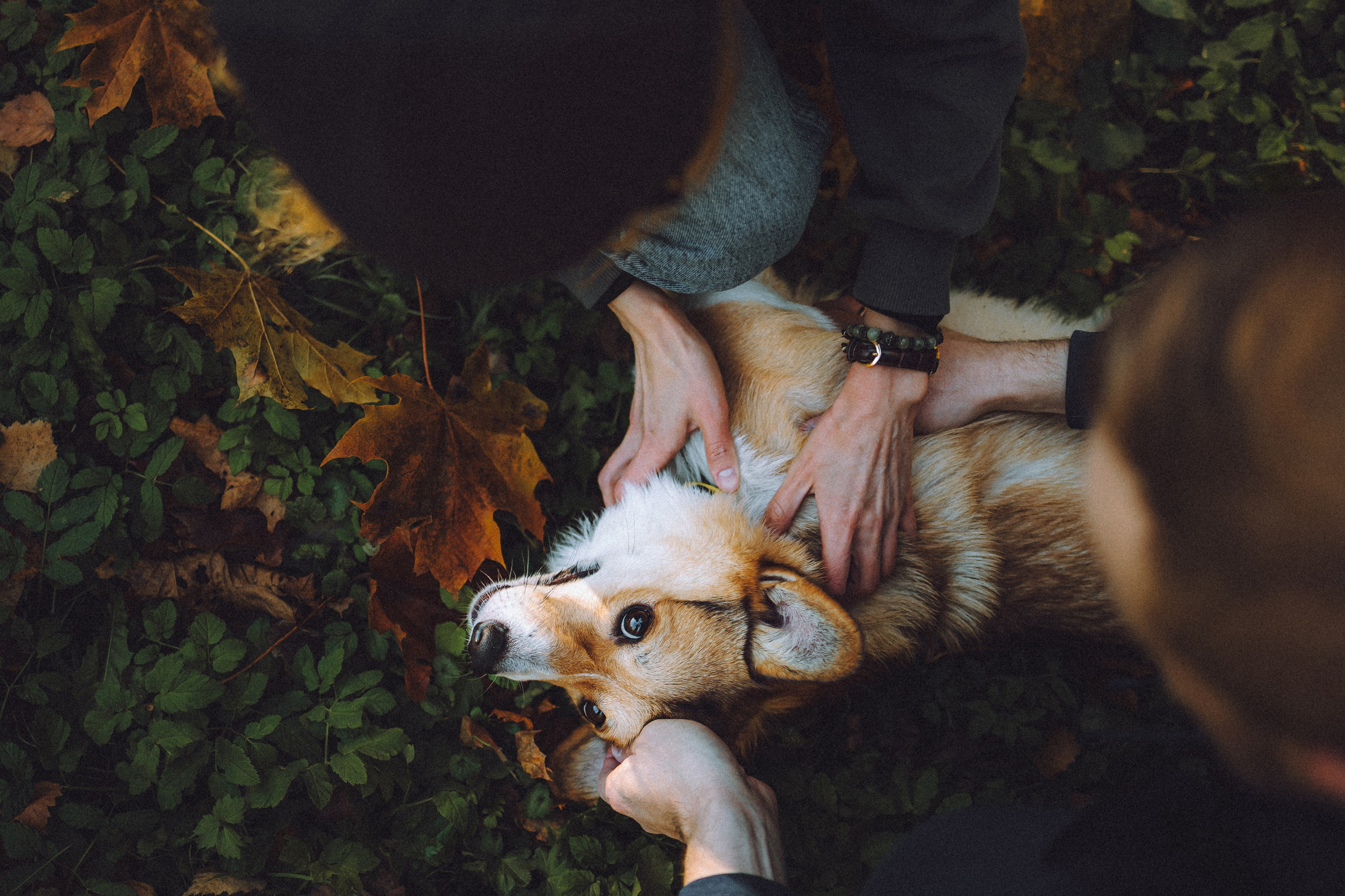 Карина, Даня и Аркаша