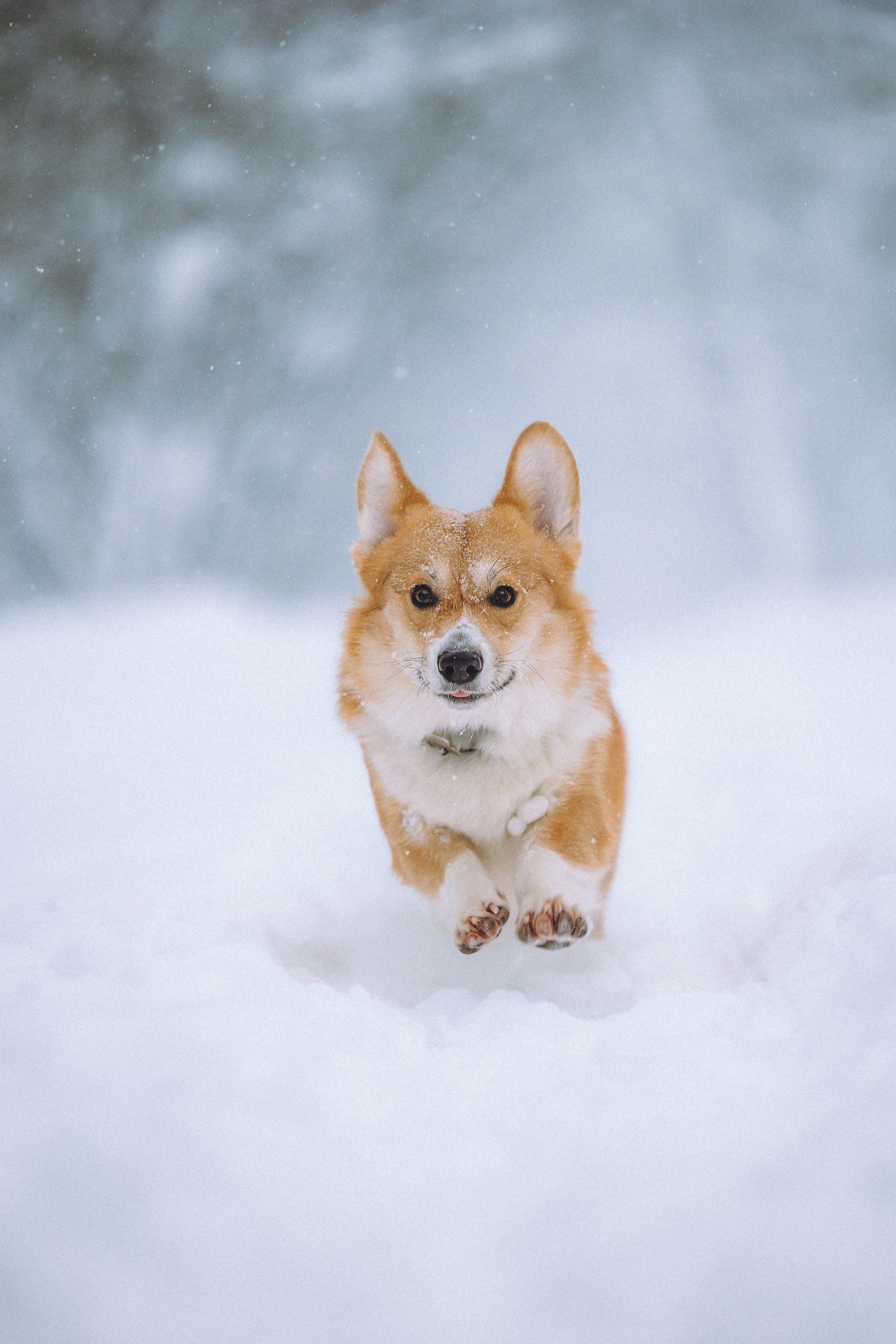 Юля и Юпитер