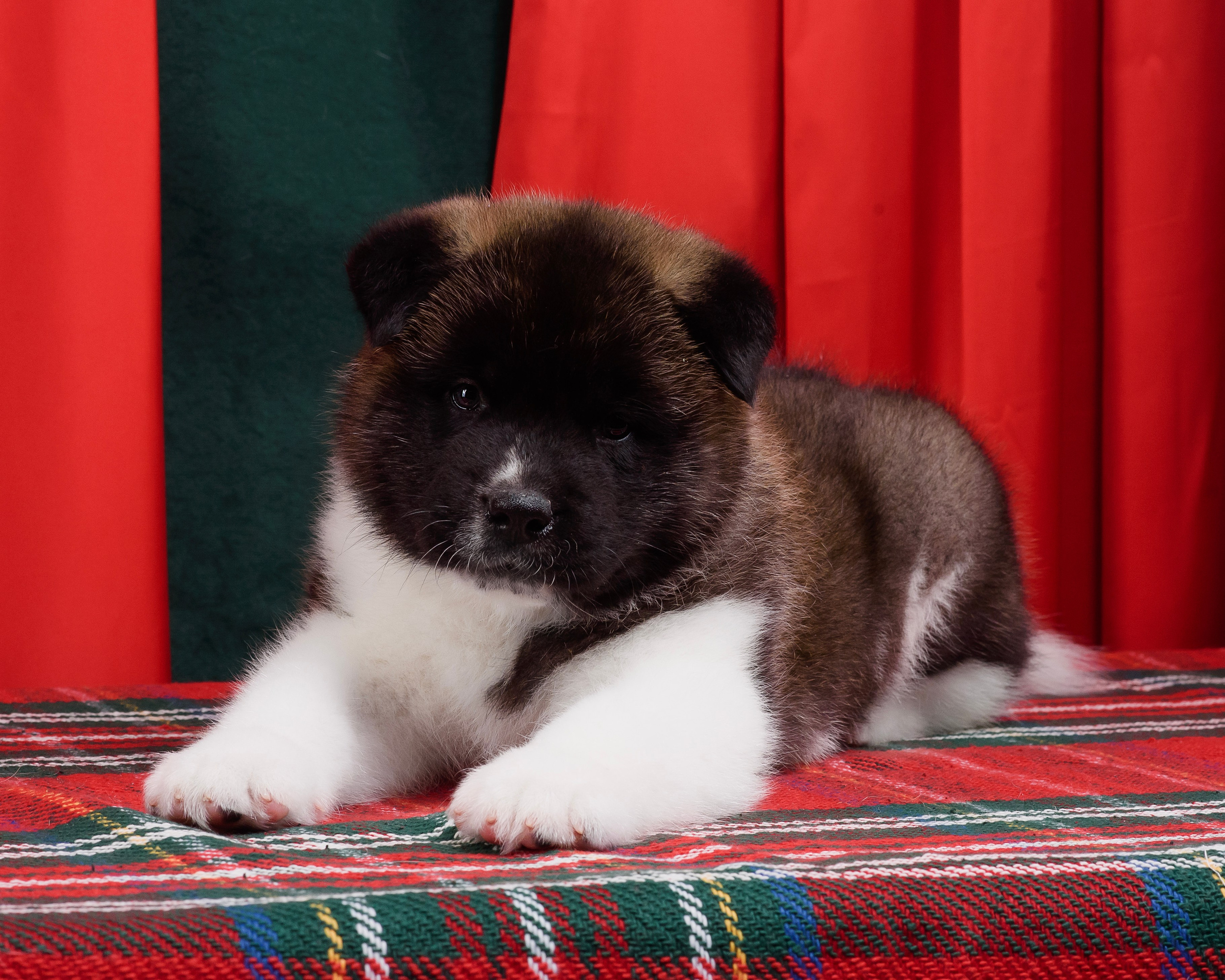 Щенки Американской Акиты. Фотограф — Анималист | Анна Абрамова