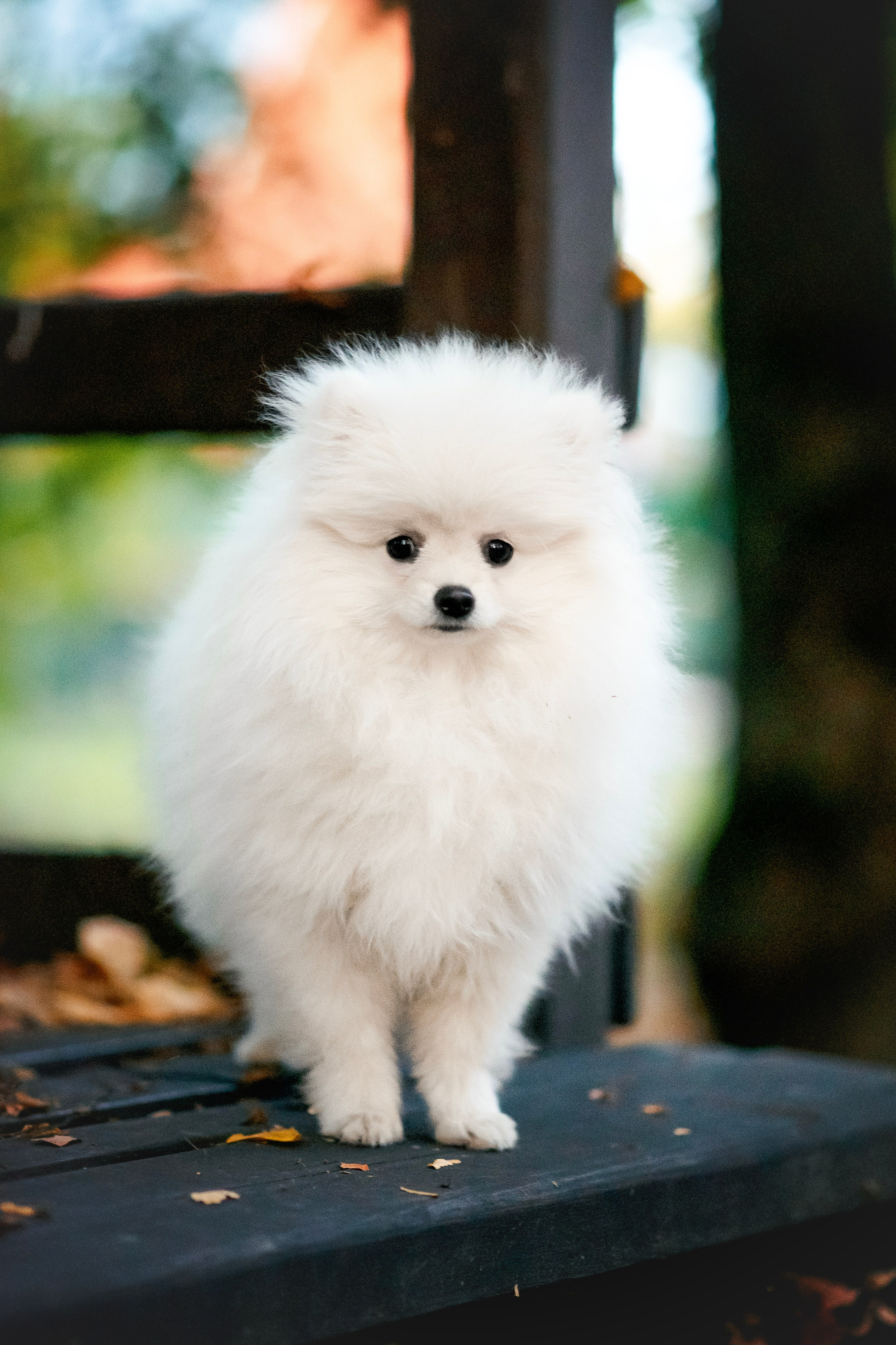 Малый немецкий шпиц — 18.09.2025. Фотограф — Анималист | Анна Абрамова