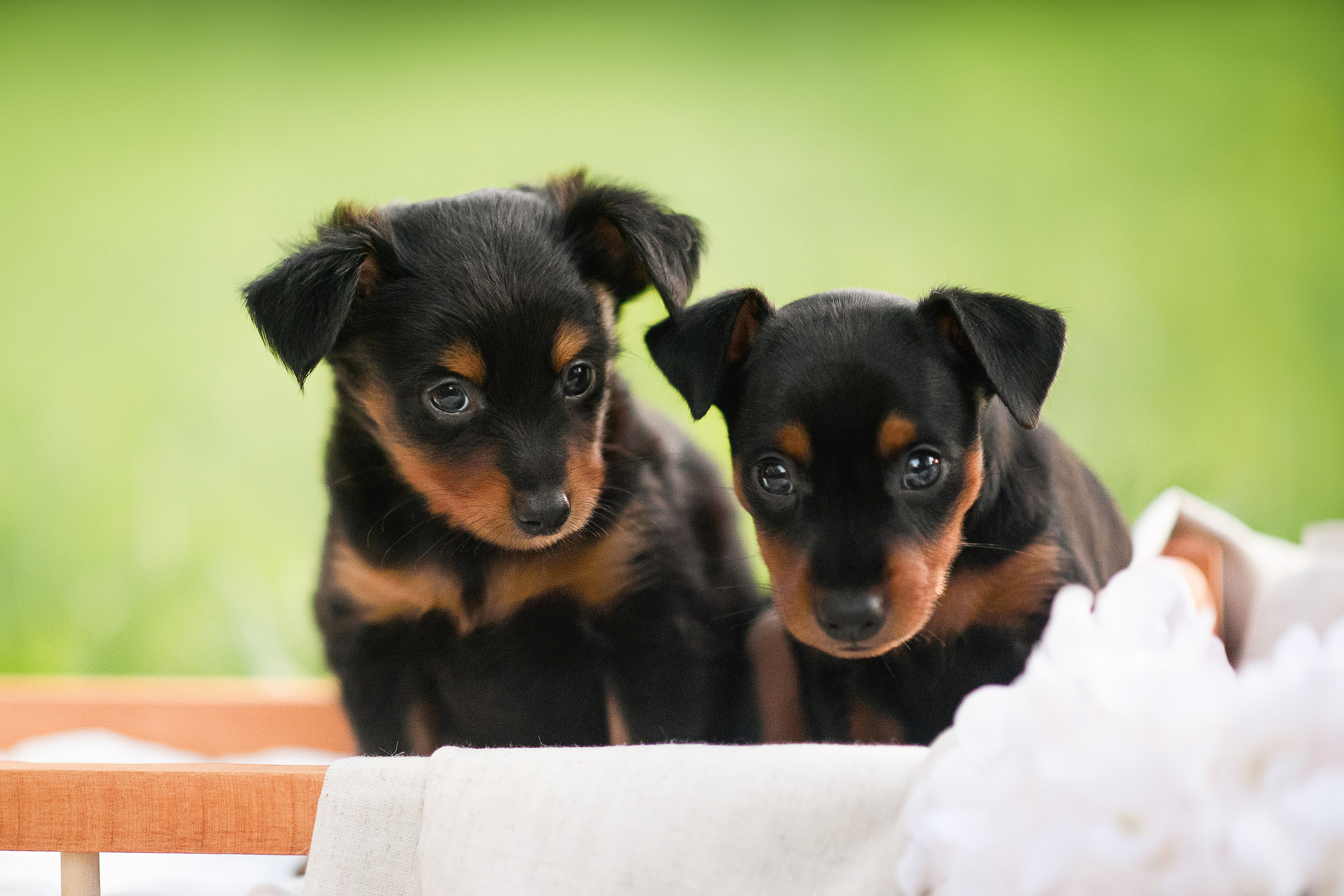 Щенки Пражских крысариков — 03.08.2024. Фотограф — Анималист | Анна Абрамова