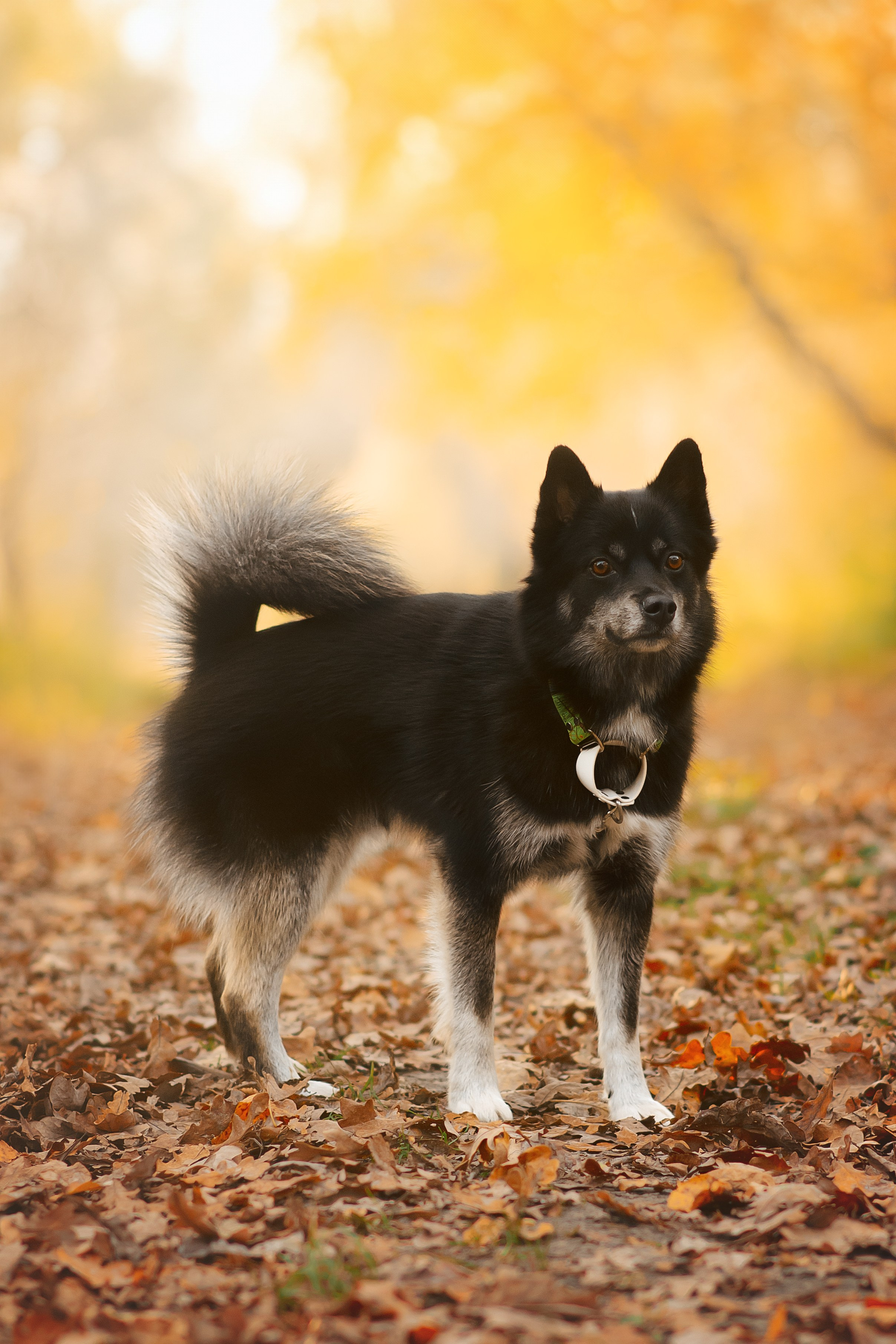 Максим, Надя, Рой и Шелби — 13.10.2024. Фотограф — Анималист | Анна Абрамова