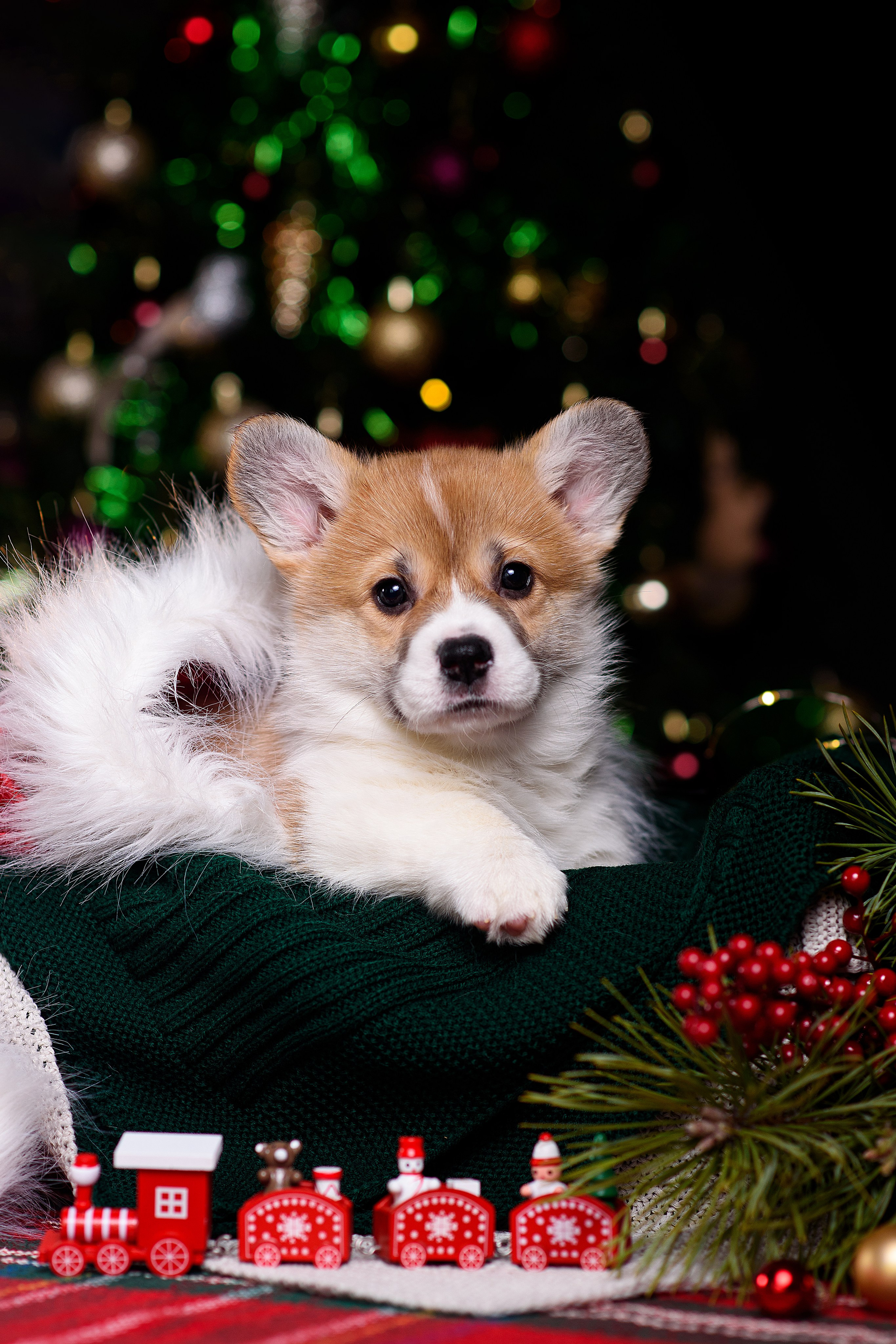 Щенки вельш корги пемброк. Фотограф — Анималист | Анна Абрамова