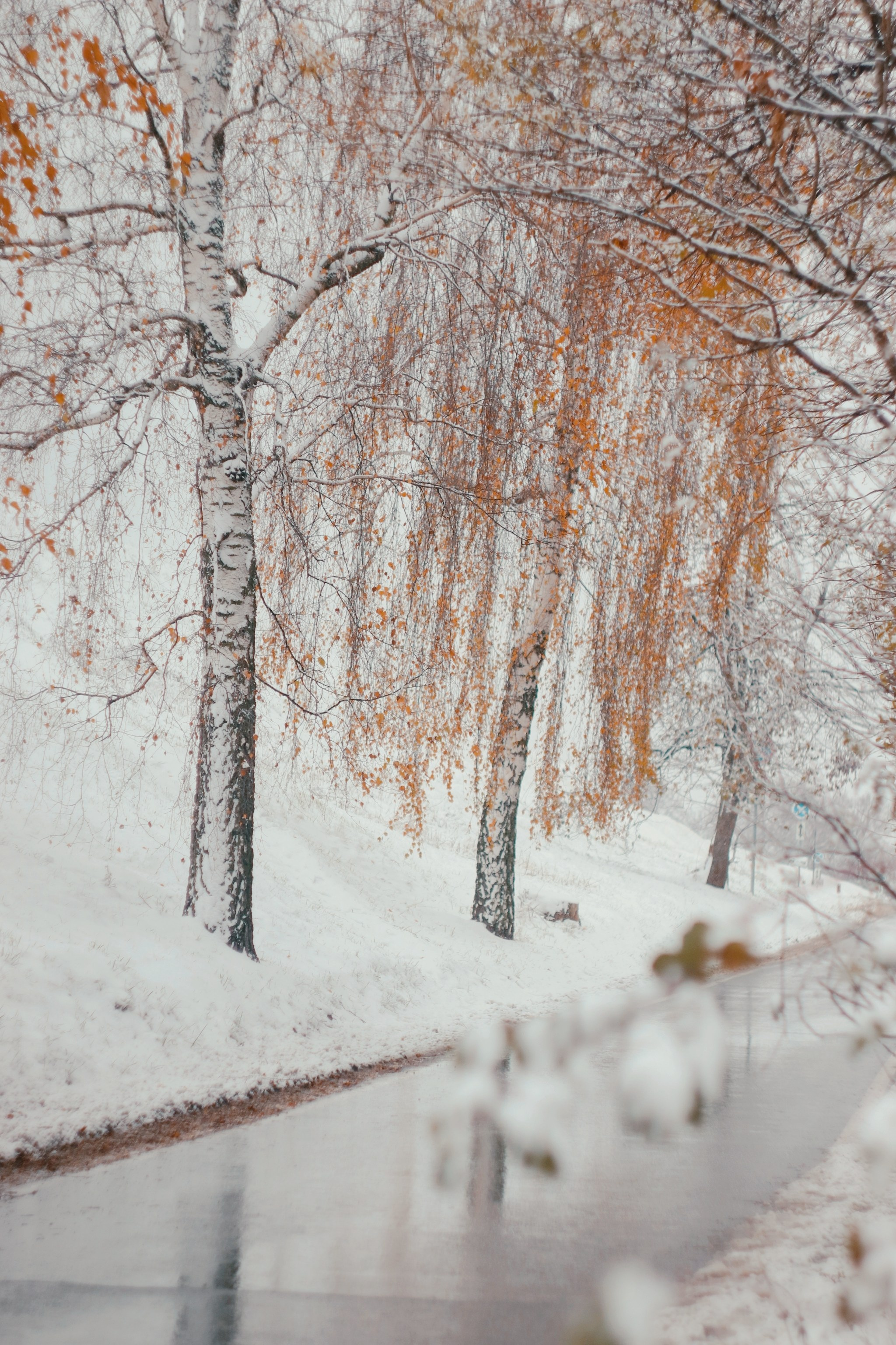 Ноябрьский снег. С любовью, фотохудожник