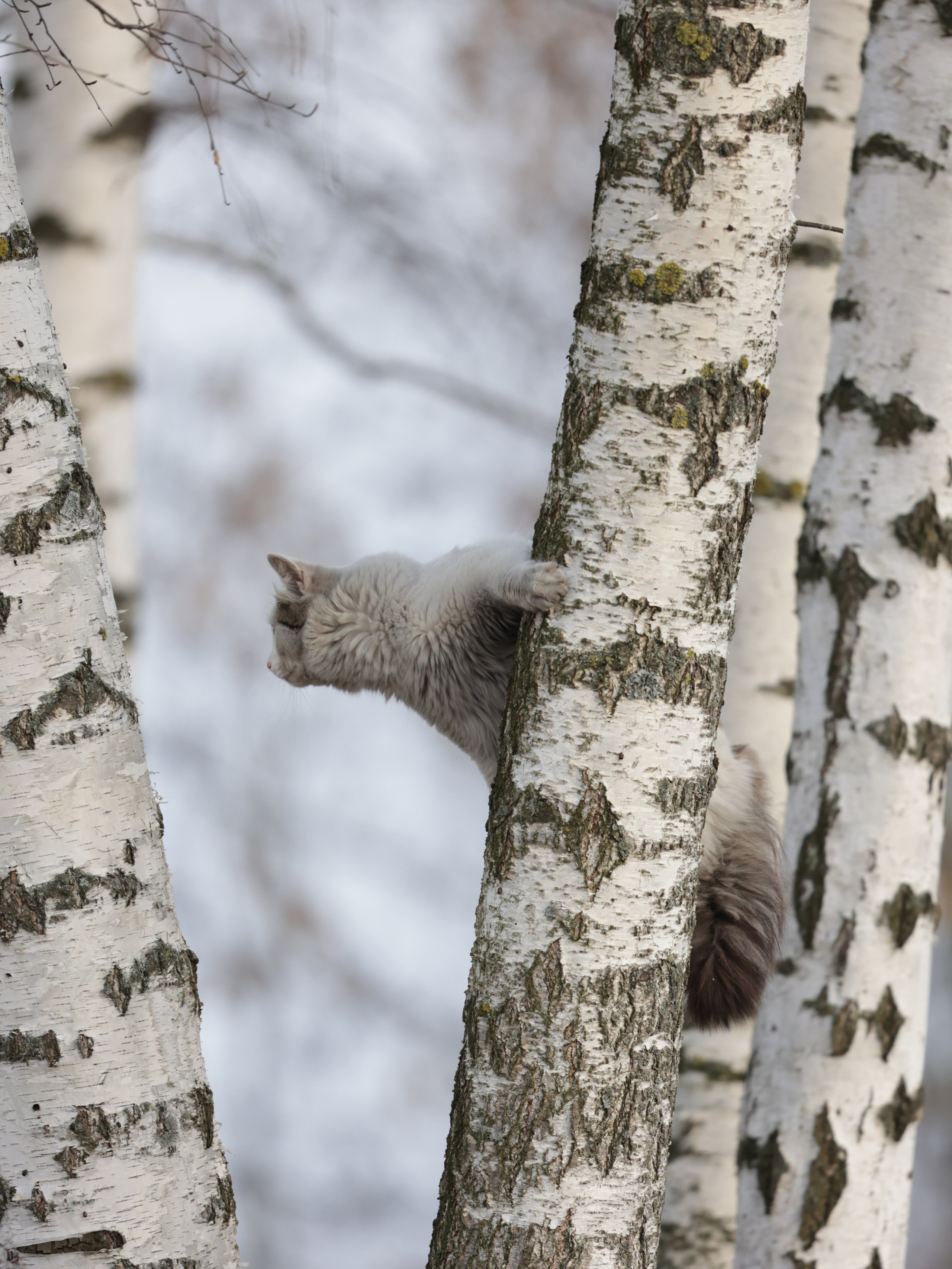 Фотограф Татьяна Марсуверских г. Жуковский, Москва и Мо. Репортажные съёмки, фотосессии,  фотограф анималист, фотосъёмка животных. Фотограф для маркетплейсов, фотоуслуги в Жуковском Татьяна Марсуверских