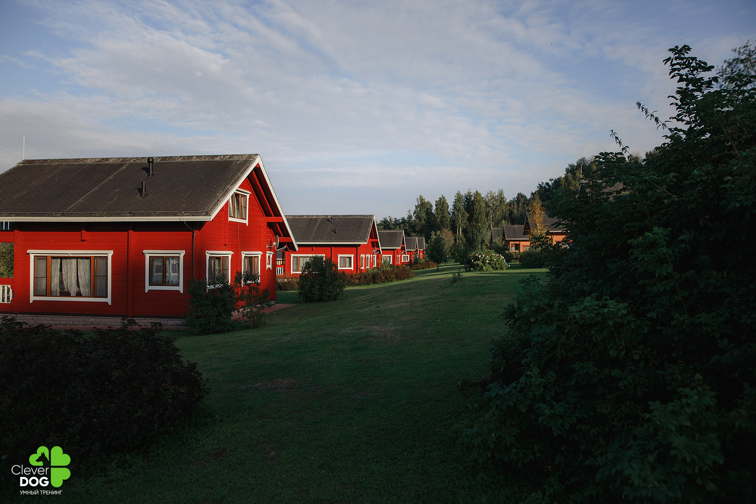 Кинологический лагерь CleverDog, 2024. Фотограф-анималист Mary Mart — Москва, Питер