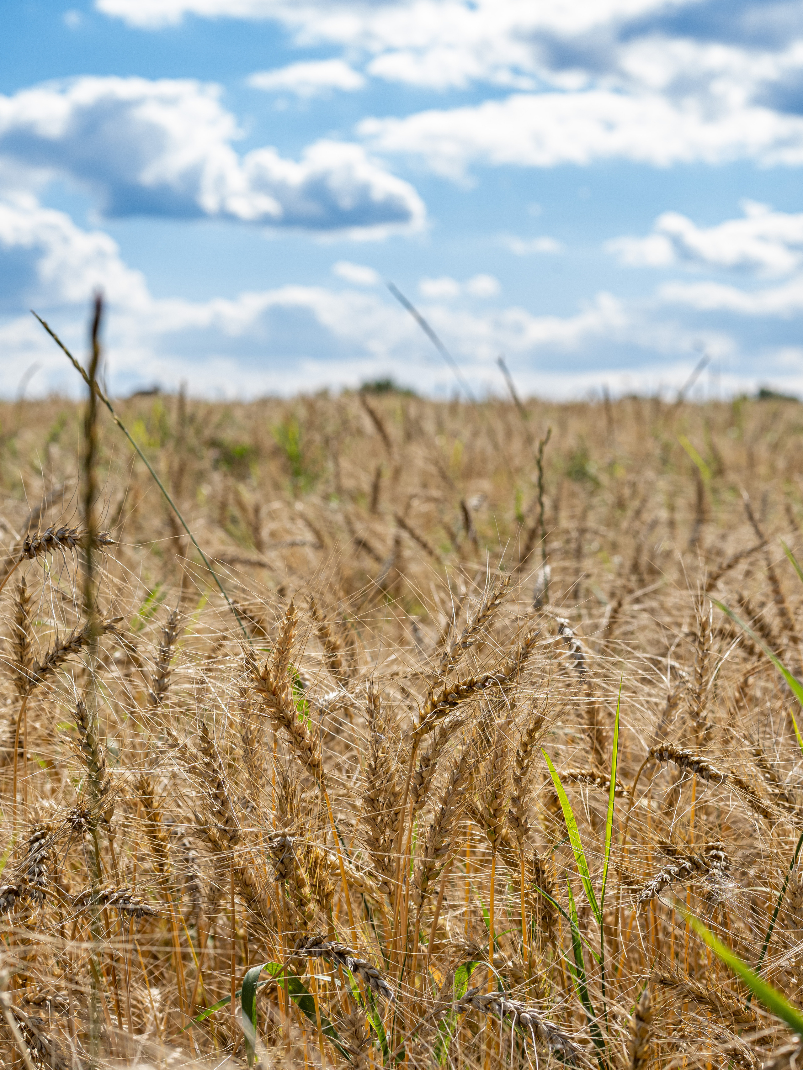 Пшеничное поле