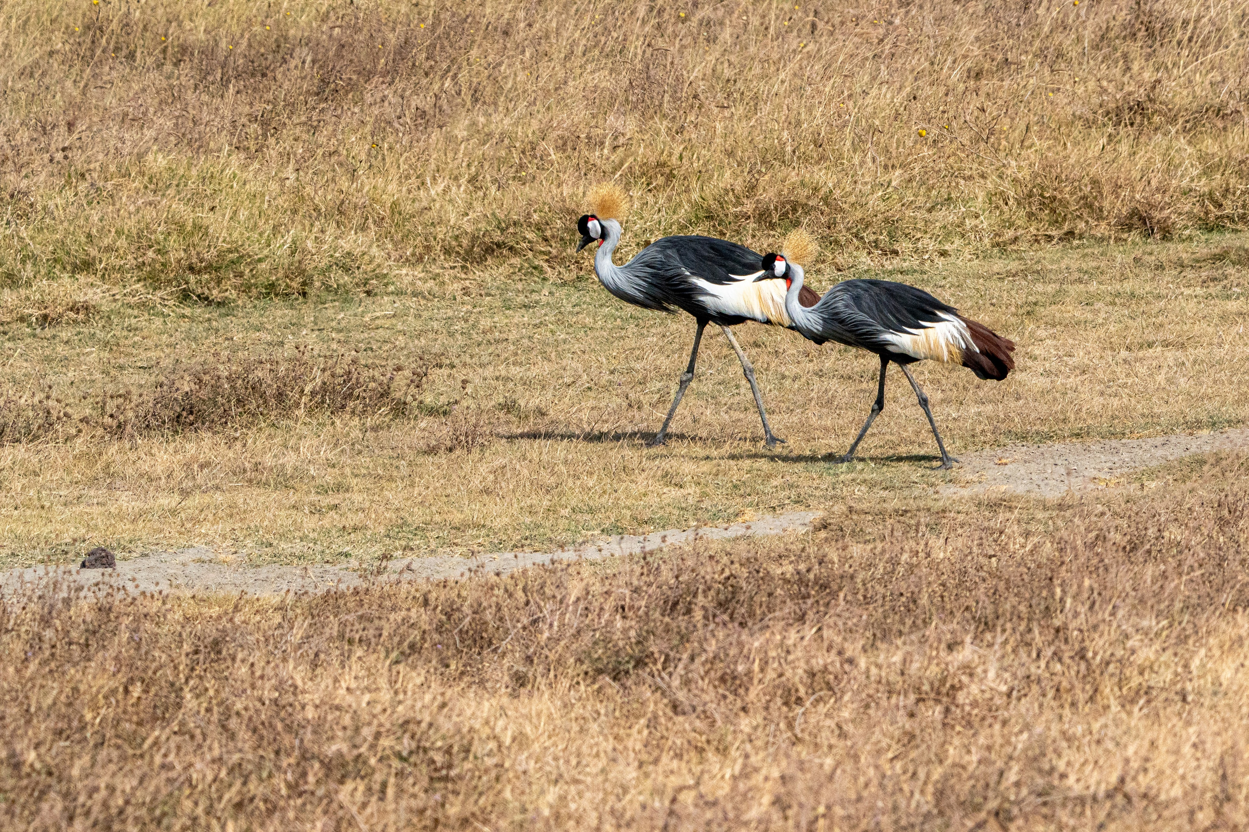 Танзания, сафари, 2025. Творческие сьемки