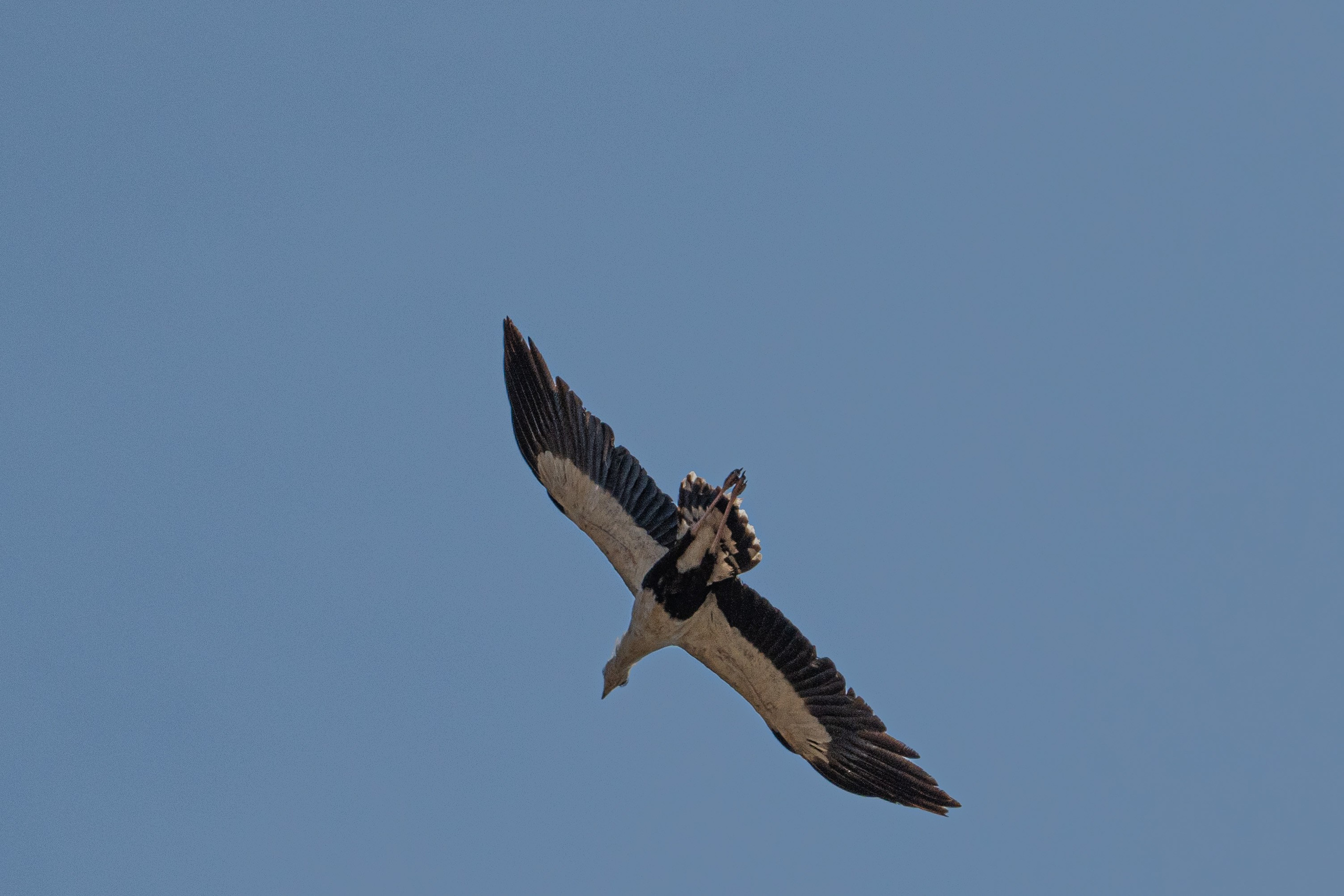 Танзания, сафари, 2025. Творческие сьемки