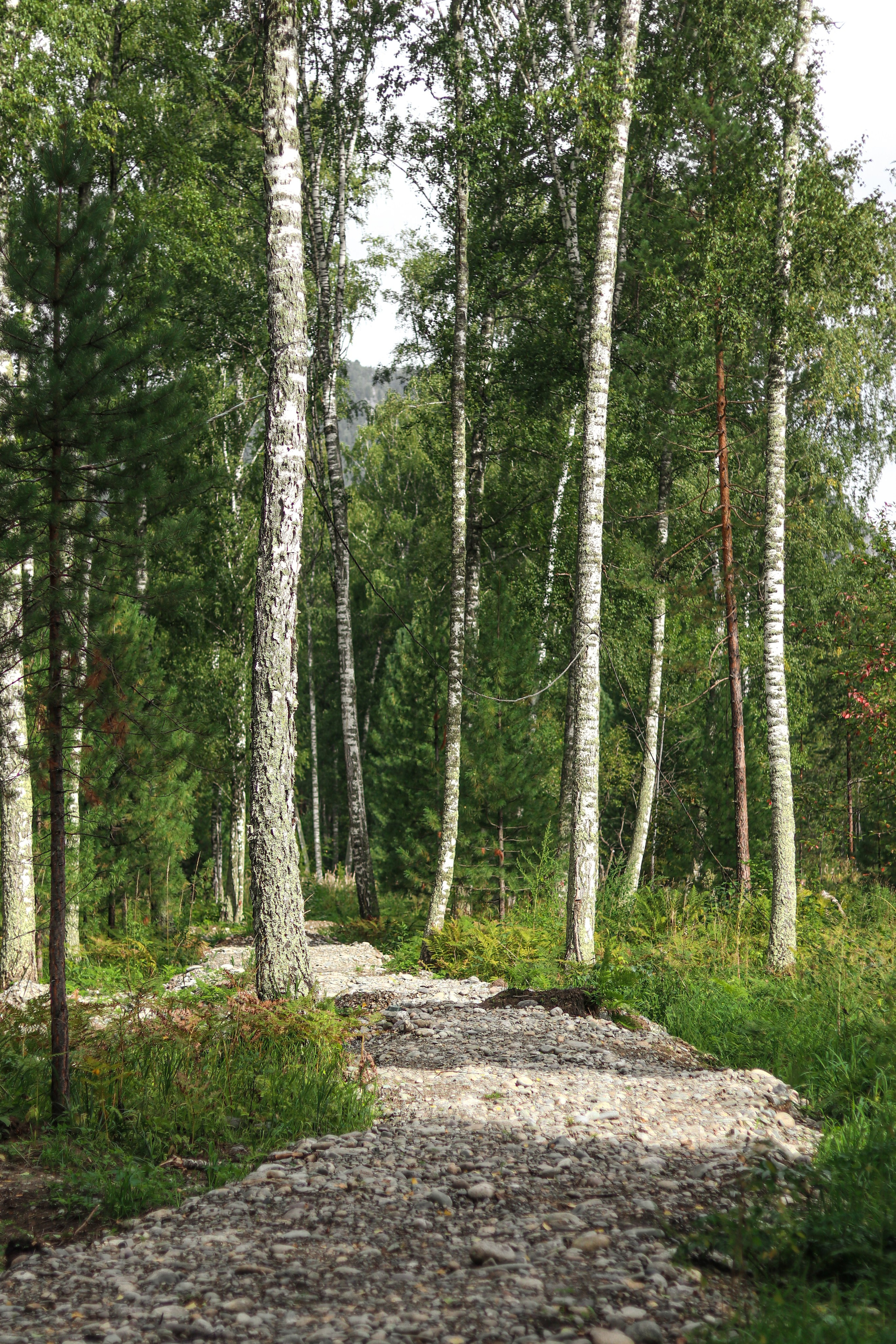 «Pinewood» банный комплекс, респ. Алтай. Контент фотограф Дмитрий Борисов