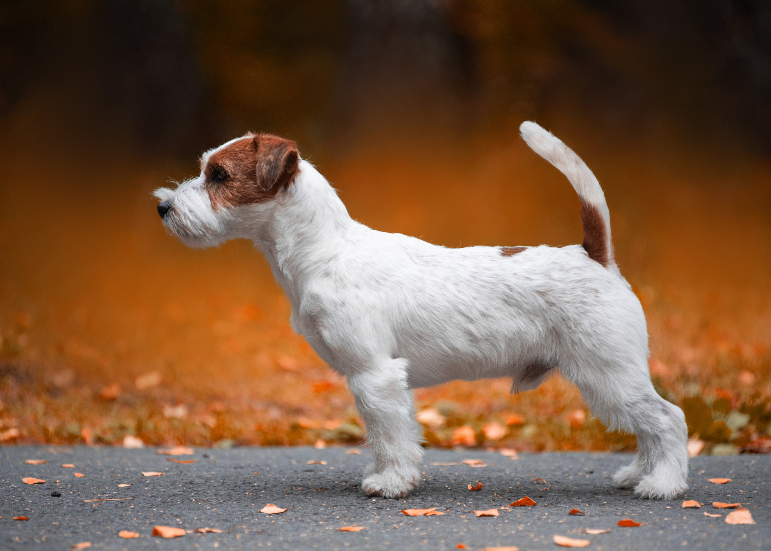 Осень с рыжими собаками. Дог-фотограф в Тюмени Александра Королева