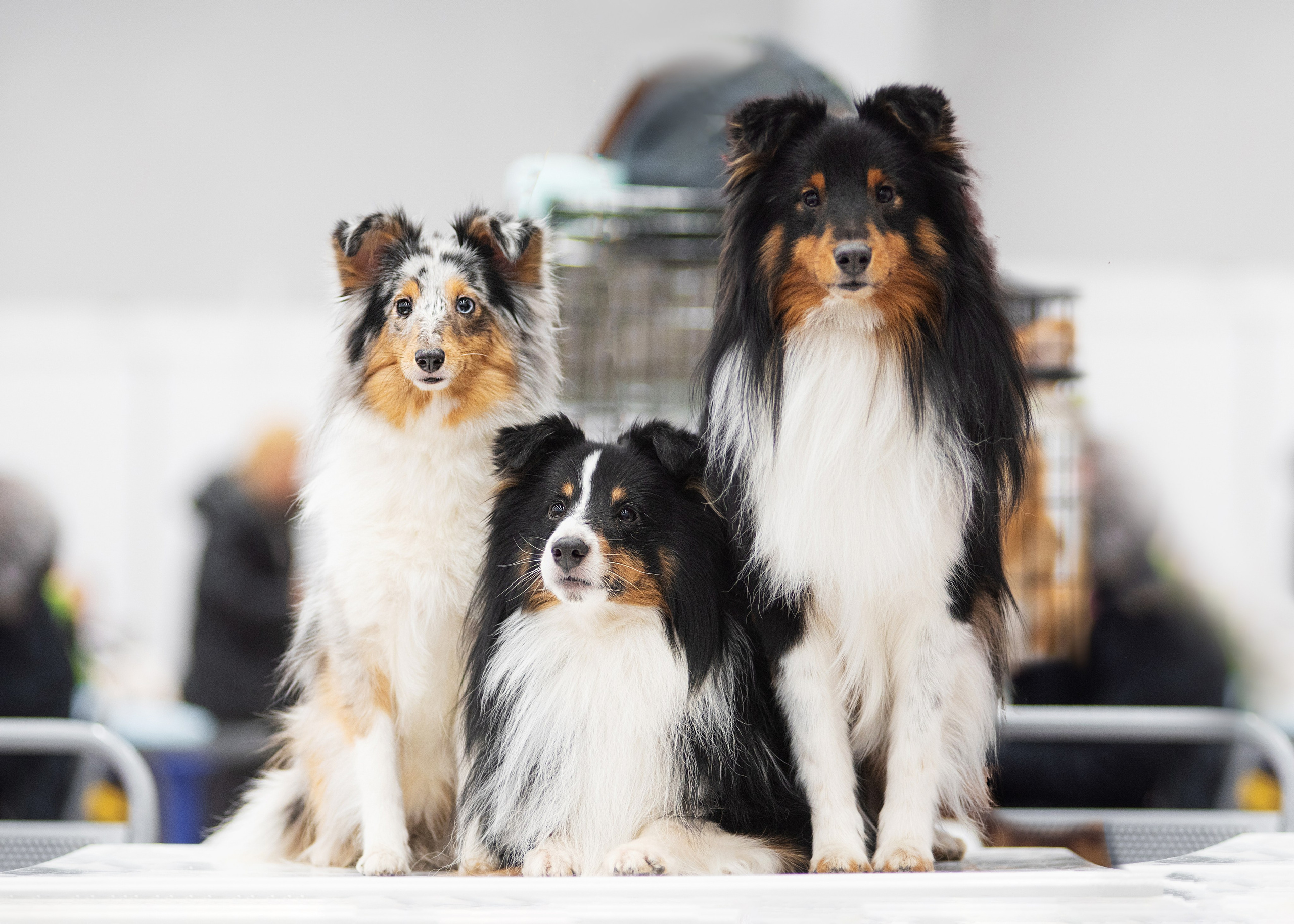 Выставка собак тюмень 14.01.2023. Дог-фотограф в Тюмени Александра Королева
