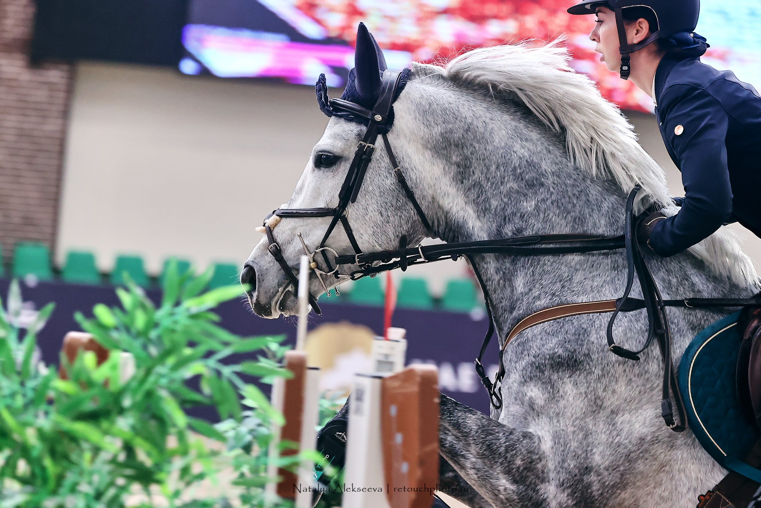 Кубок Президента ОАЭ по конкуру, Maxima Stables | 11'2023. Репортажный фотограф и ретушер в Москве Наталья Алексеева