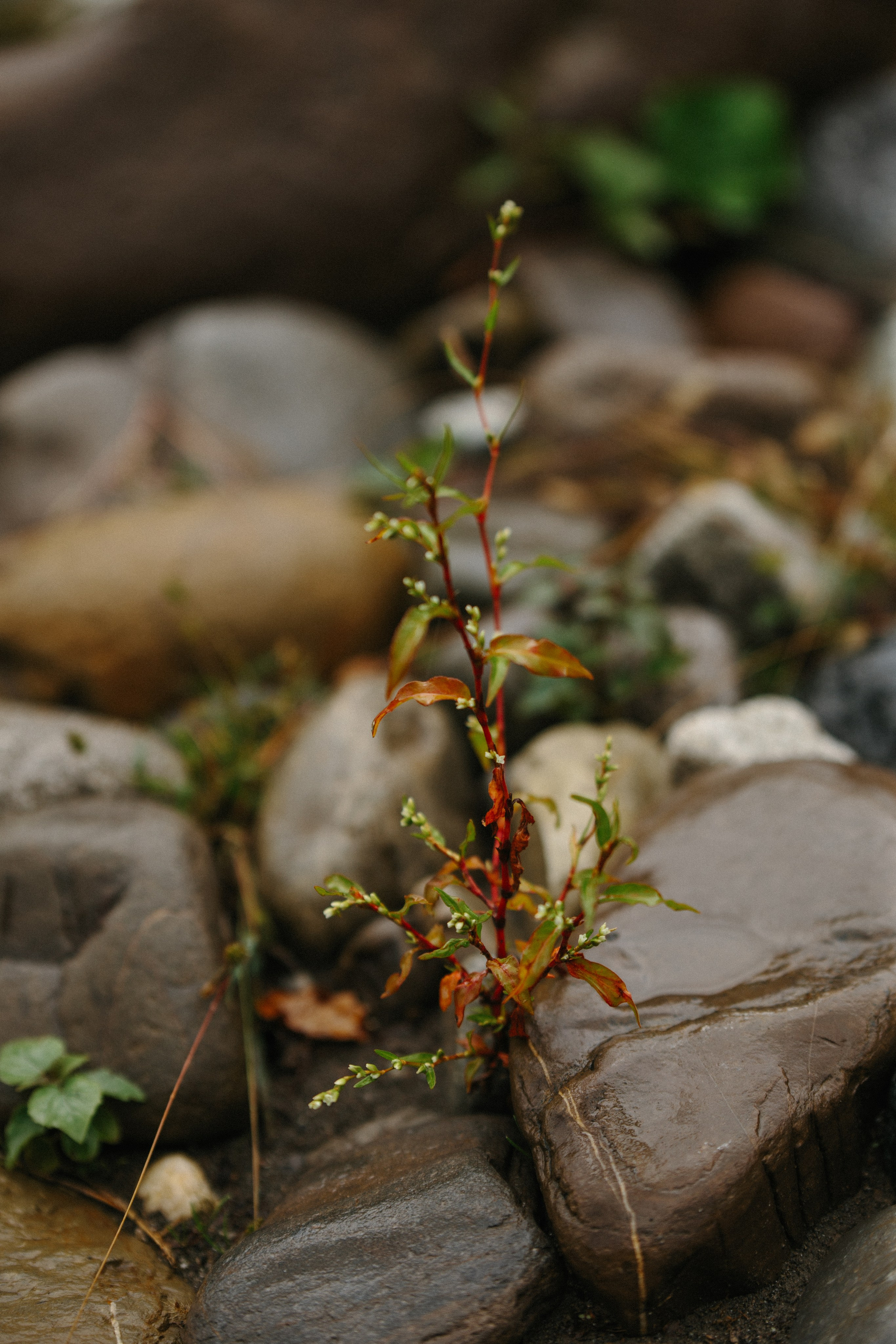 Оштенский Кордон. Семейный фотограф в Белгороде