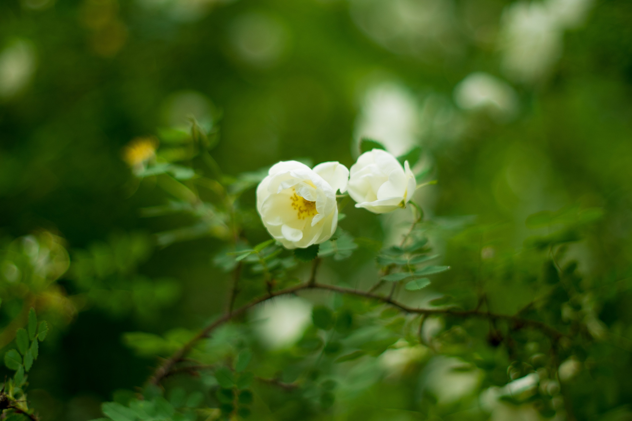 Ботаника. Фотограф • Елена Миронова