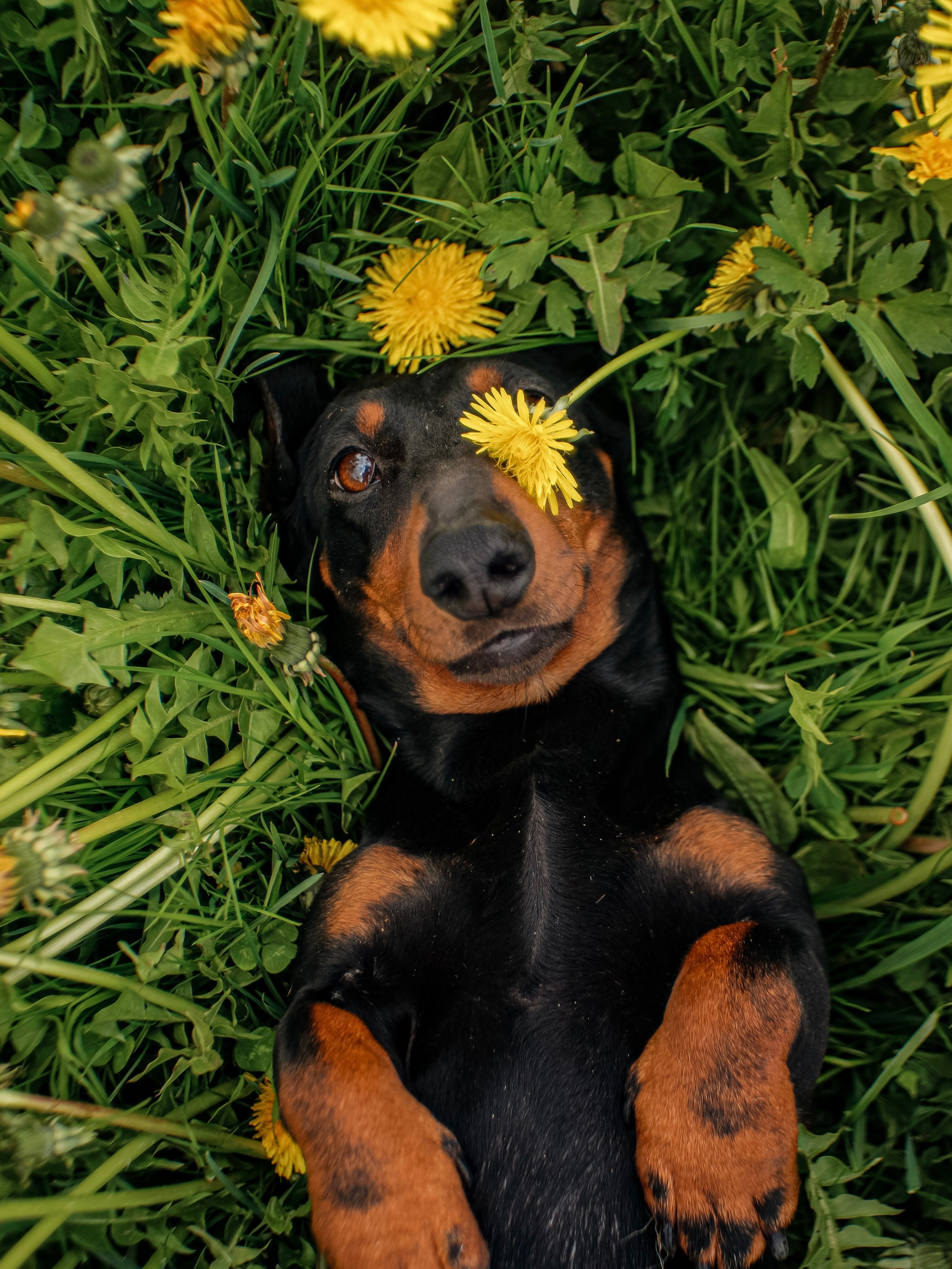Собаки. Фотограф Ольга Мурзина