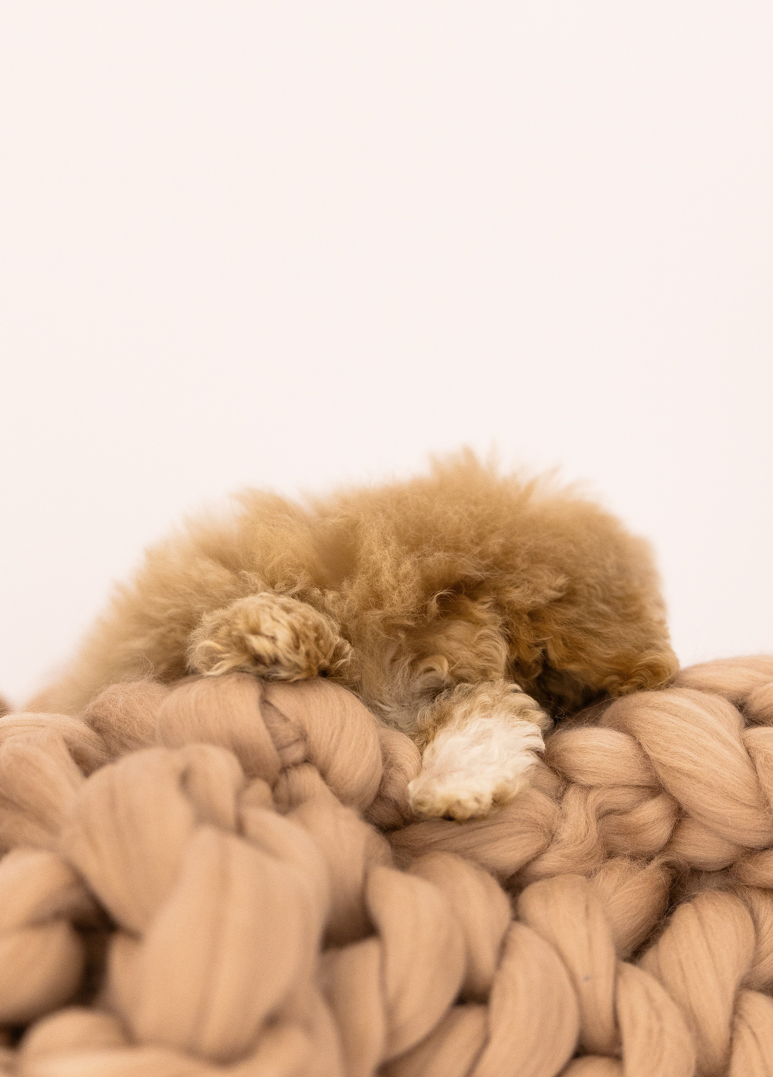 Мальтипу. Фотограф и видеограф анималист Аганина Дарья