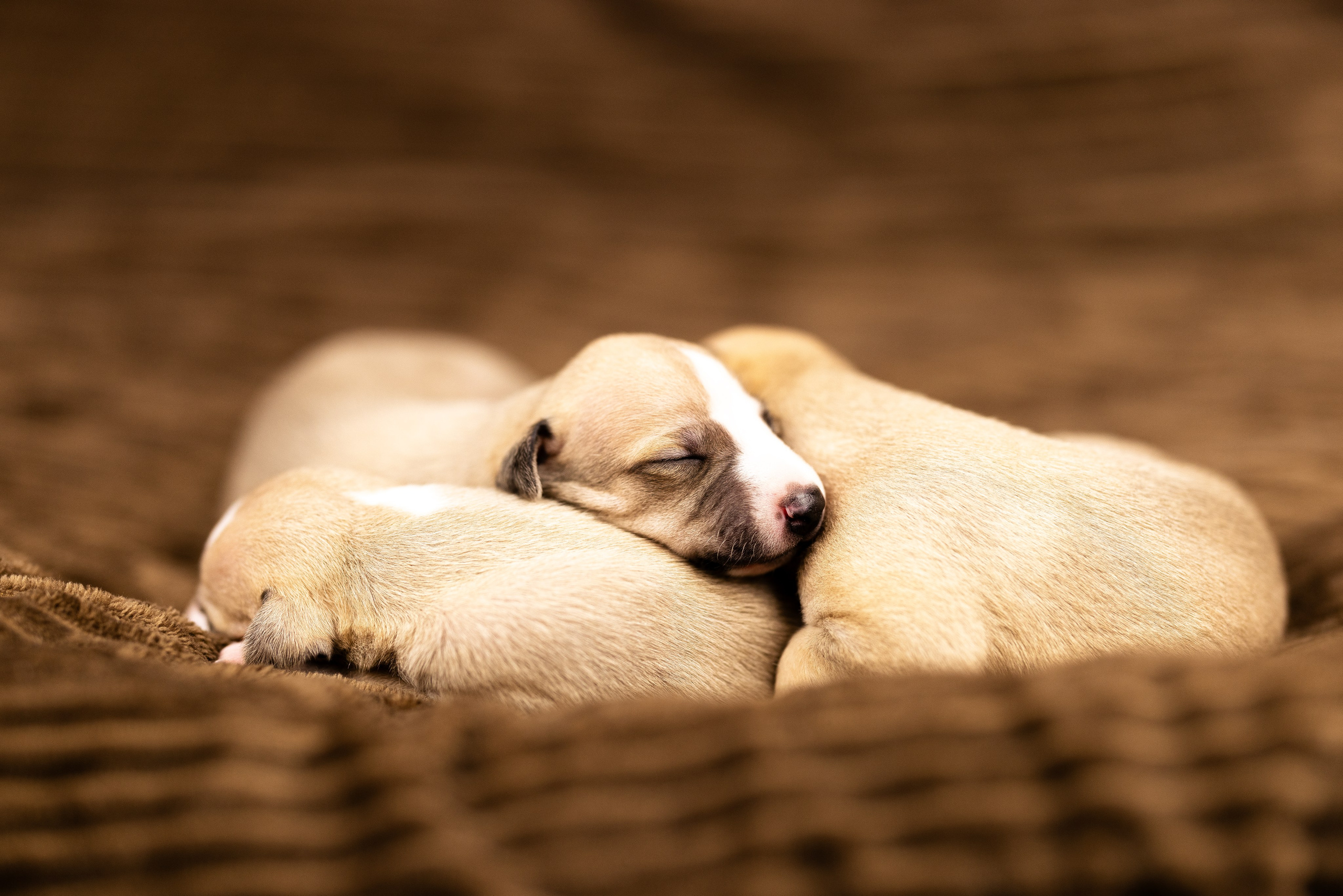 Уиппет. Фотограф и видеограф анималист Аганина Дарья