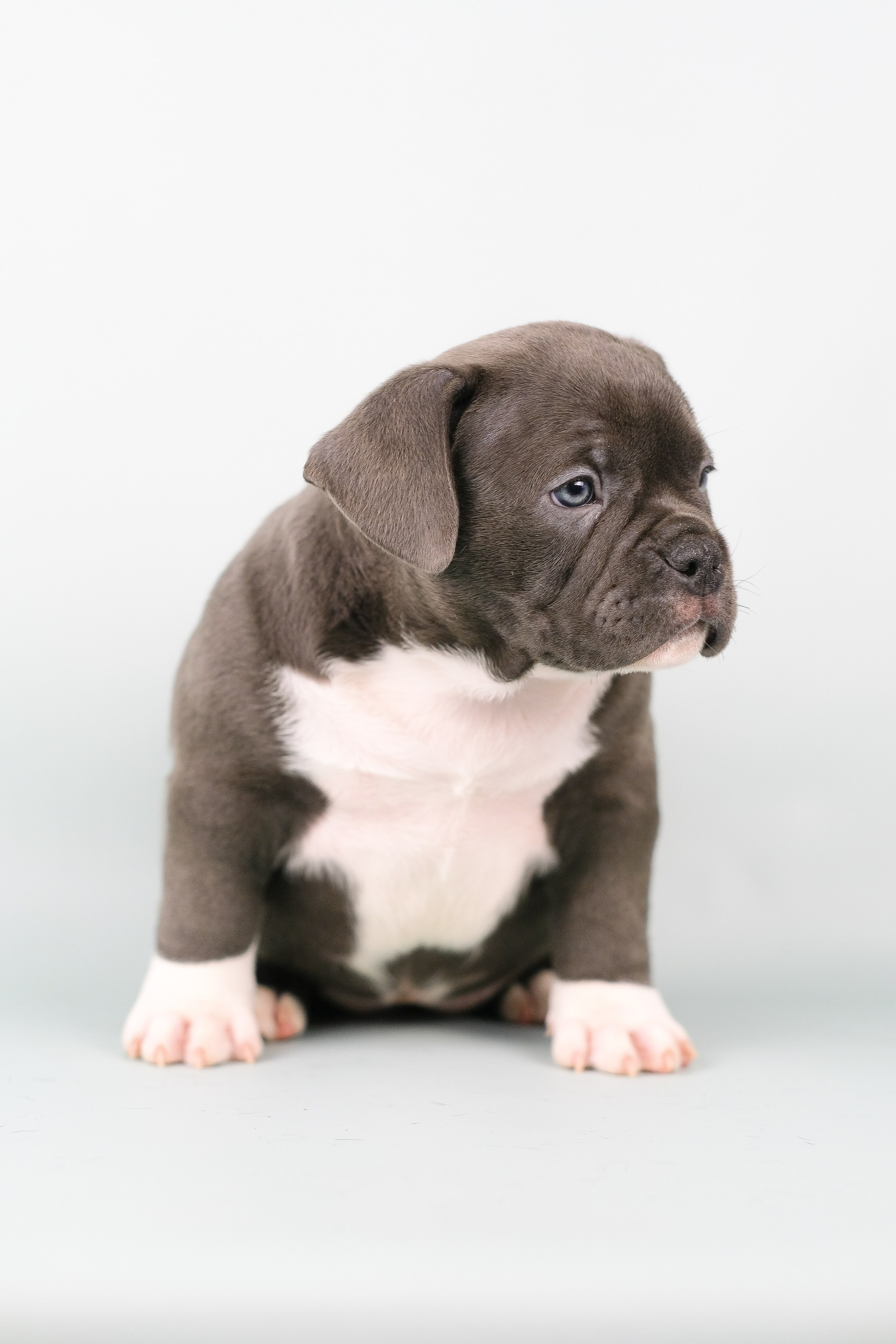 Американский Булли. Фотограф и видеограф анималист Аганина Дарья