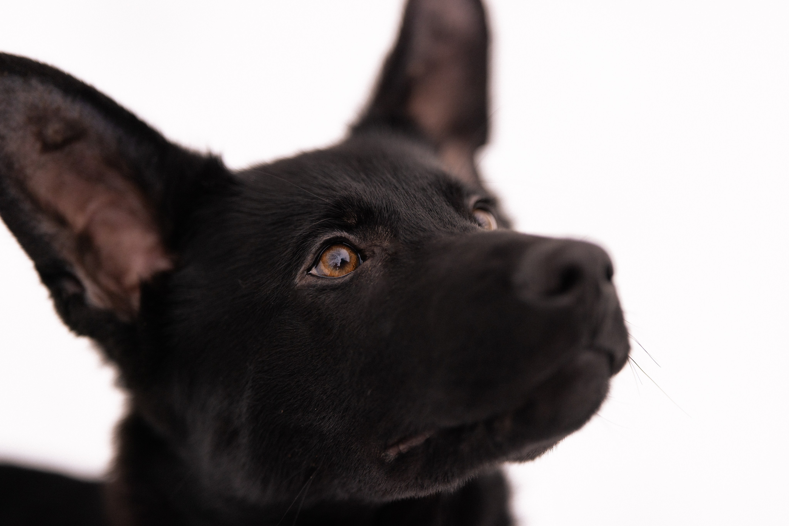 Немецкая овчарка. Фотограф и видеограф анималист Аганина Дарья