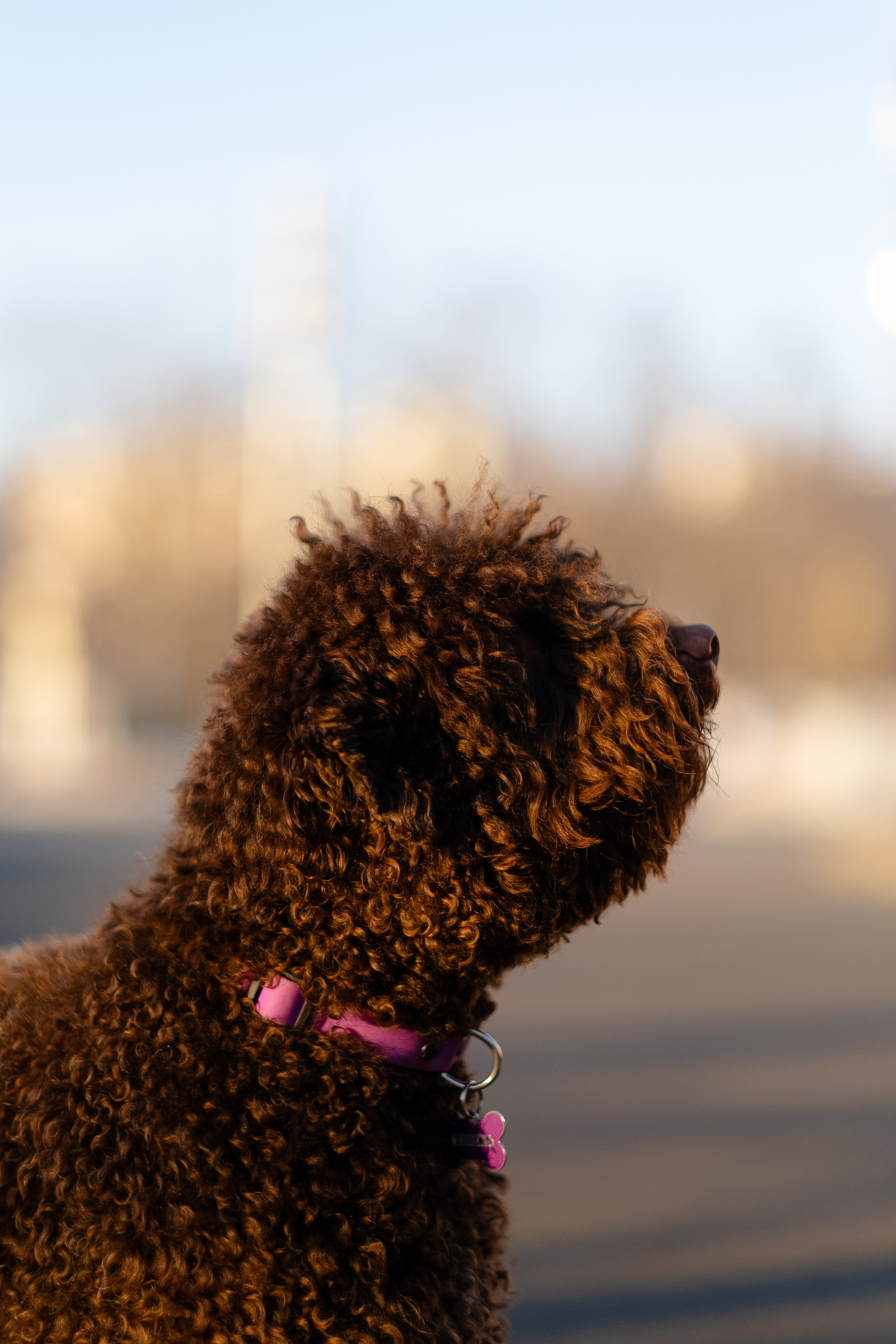 Тьеринна и Миша. Фотограф и видеограф анималист Аганина Дарья