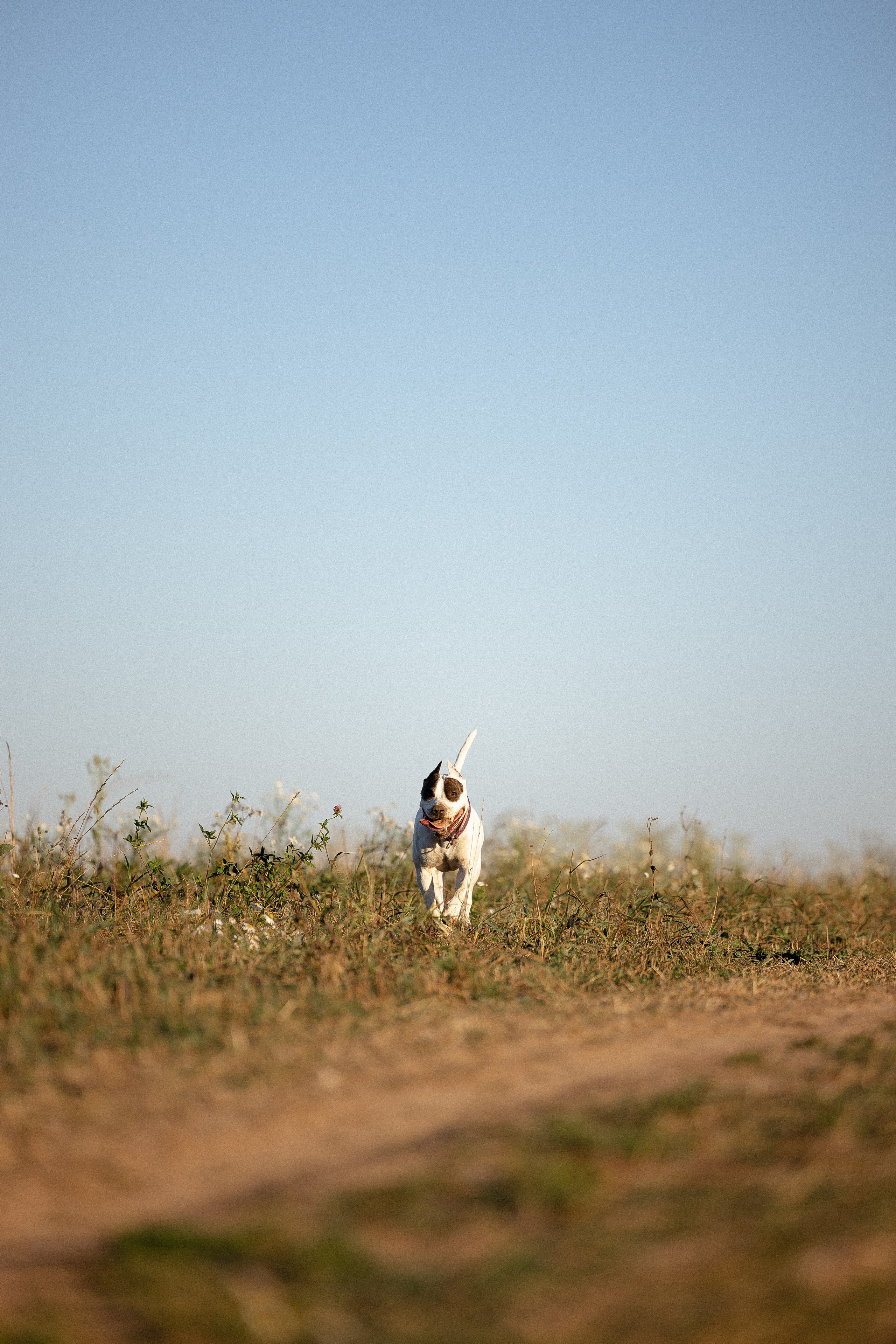 Женя, Афра и Молли. Фотограф и видеограф анималист Аганина Дарья