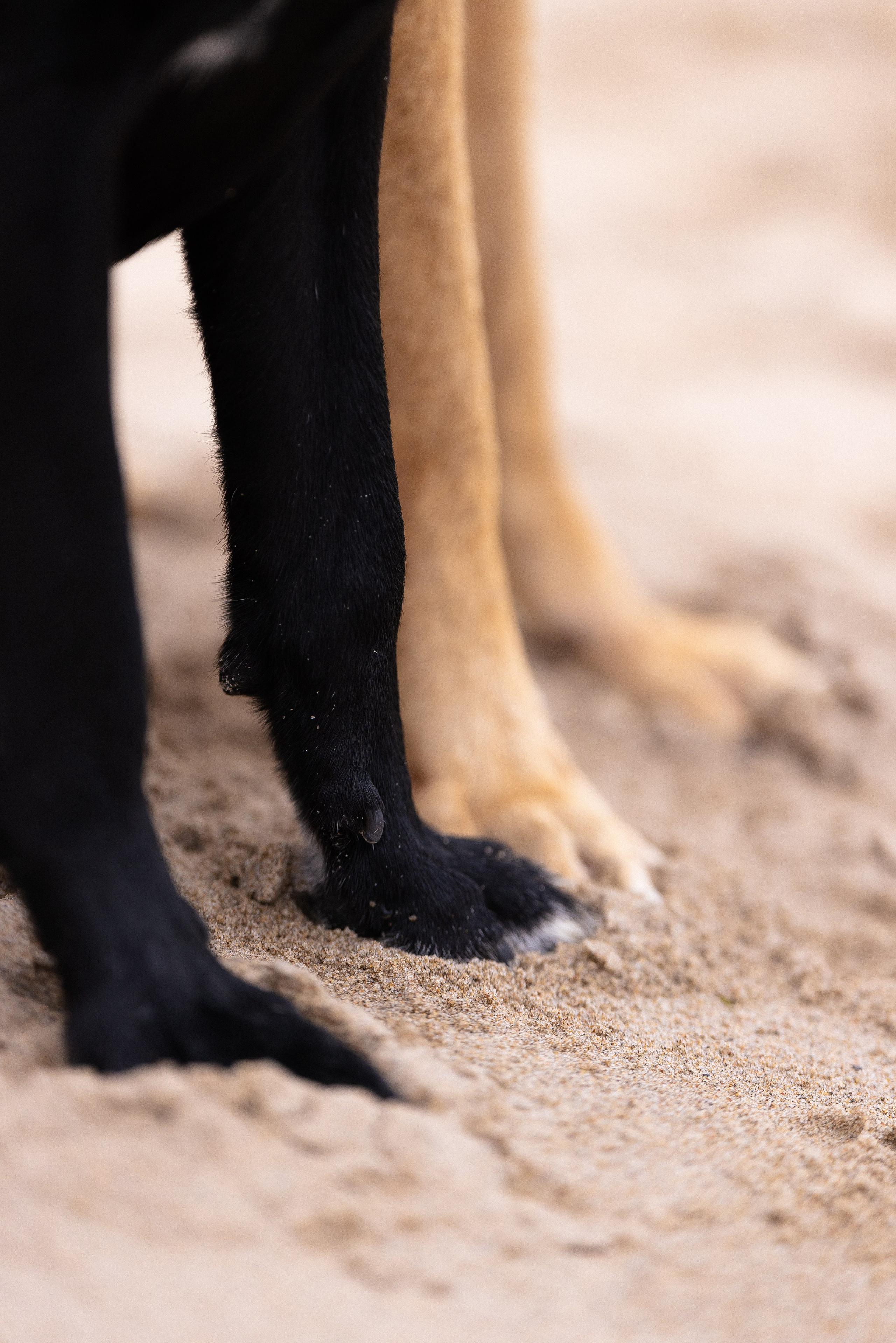 Karelia. Фотограф и видеограф анималист Аганина Дарья