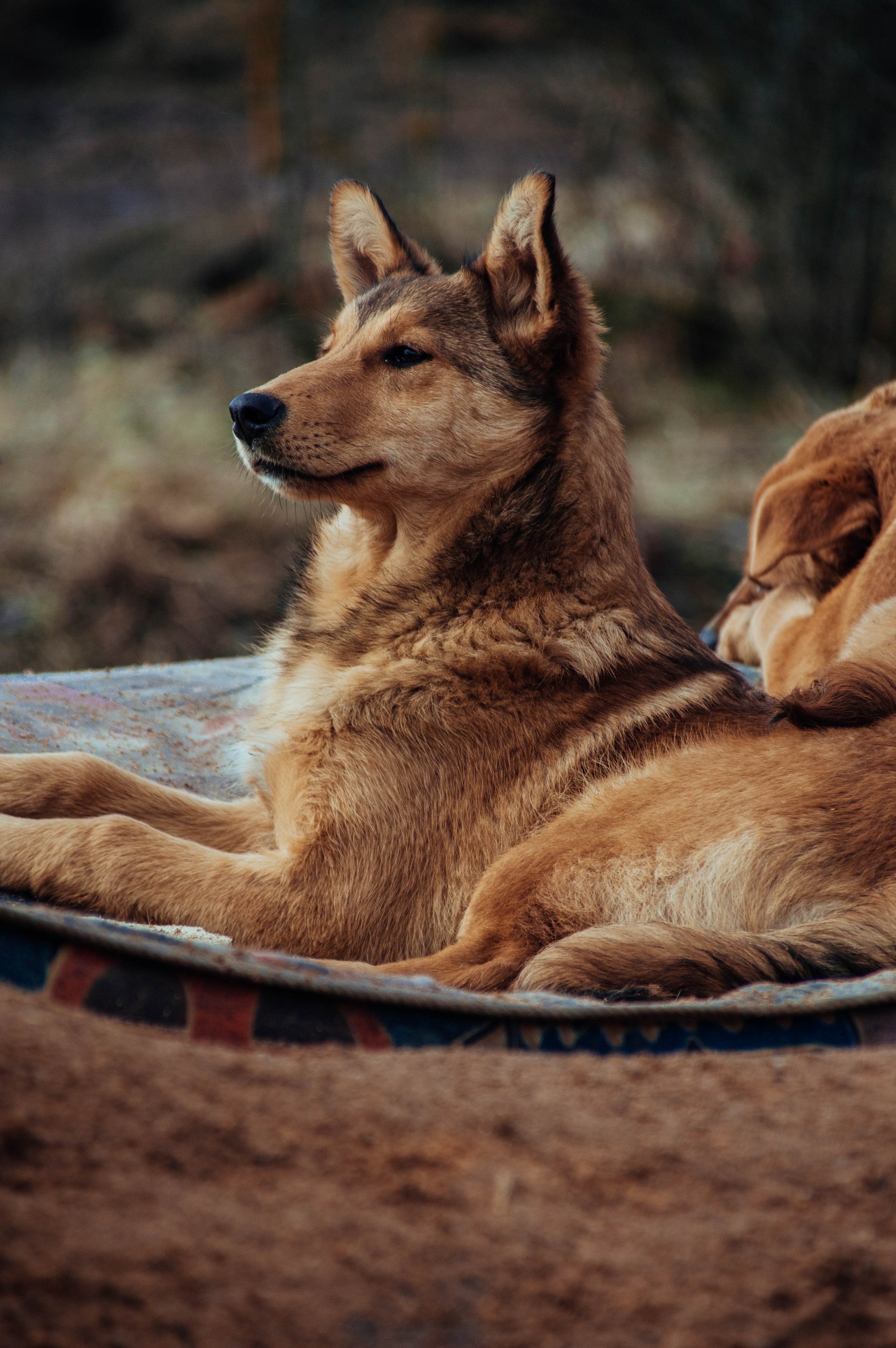 Приют «Дом Добра». Индивидуальный фотограф в Москве