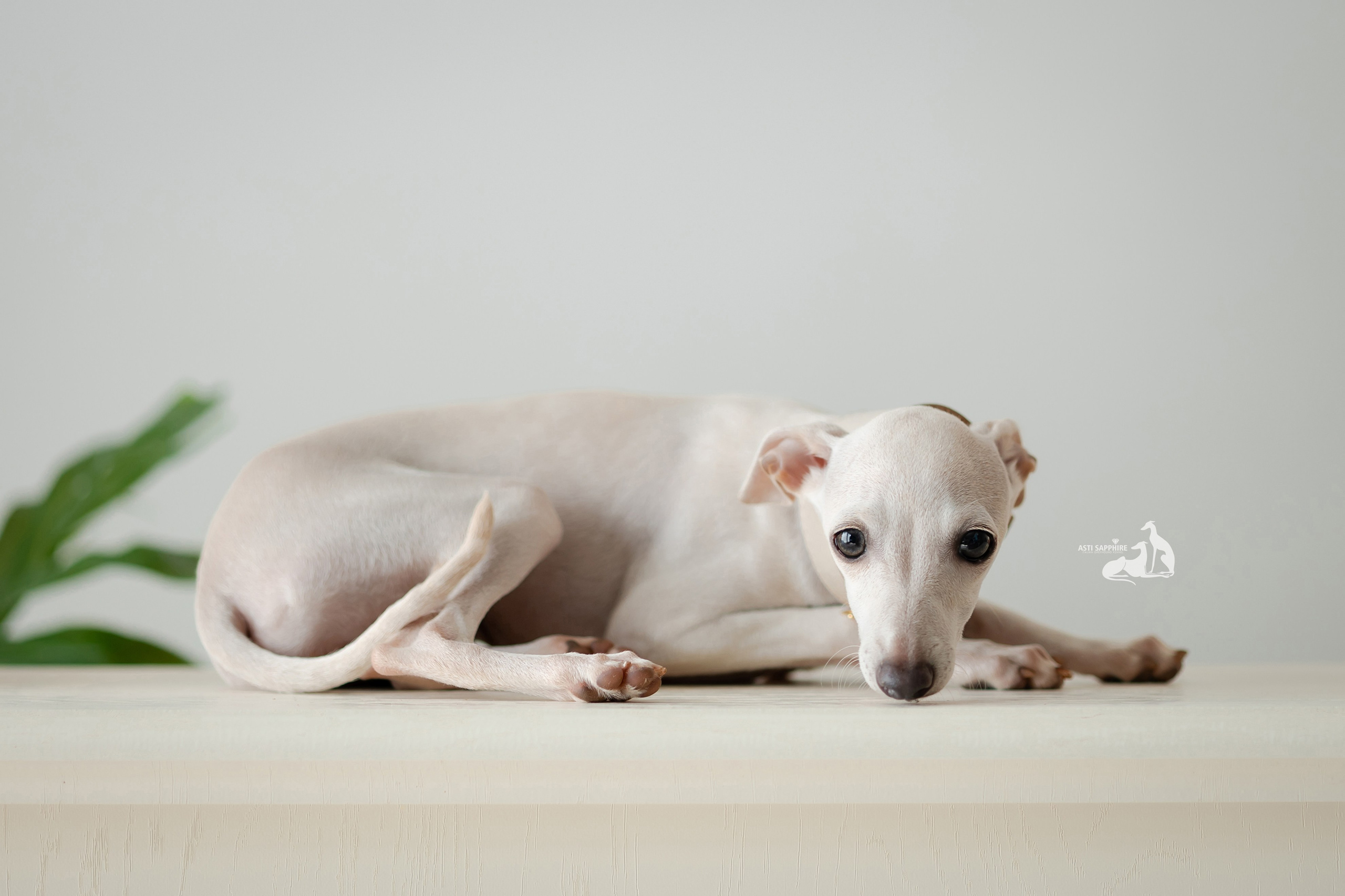 Чудесная шоу-девочка. Professional Italian Greyhound Kennel RKF/FCI ASTI SAPPHIRE 💎 Sochi|St. Petersburg