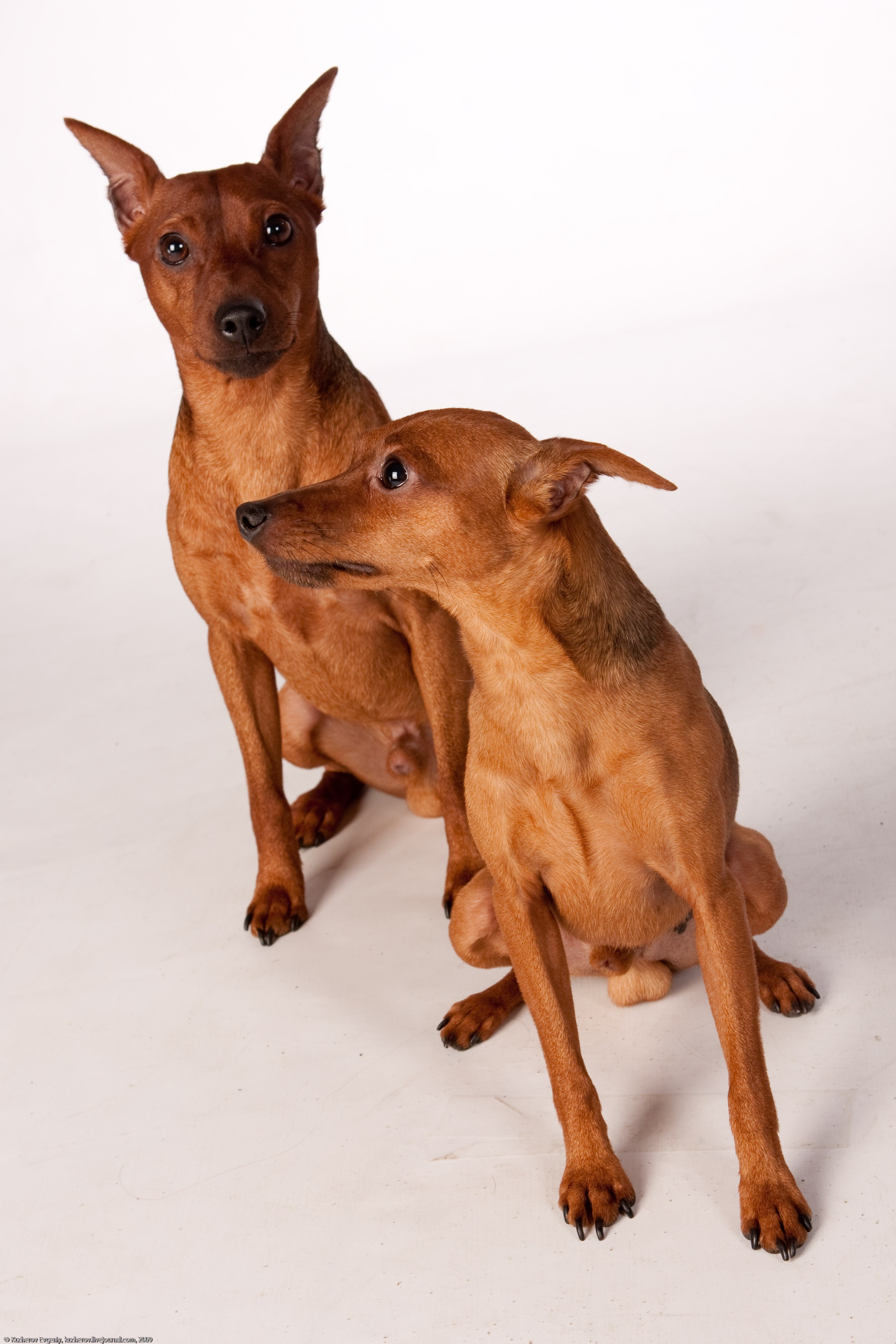 Собачки в студии. Кучеров Евгений. Фотограф