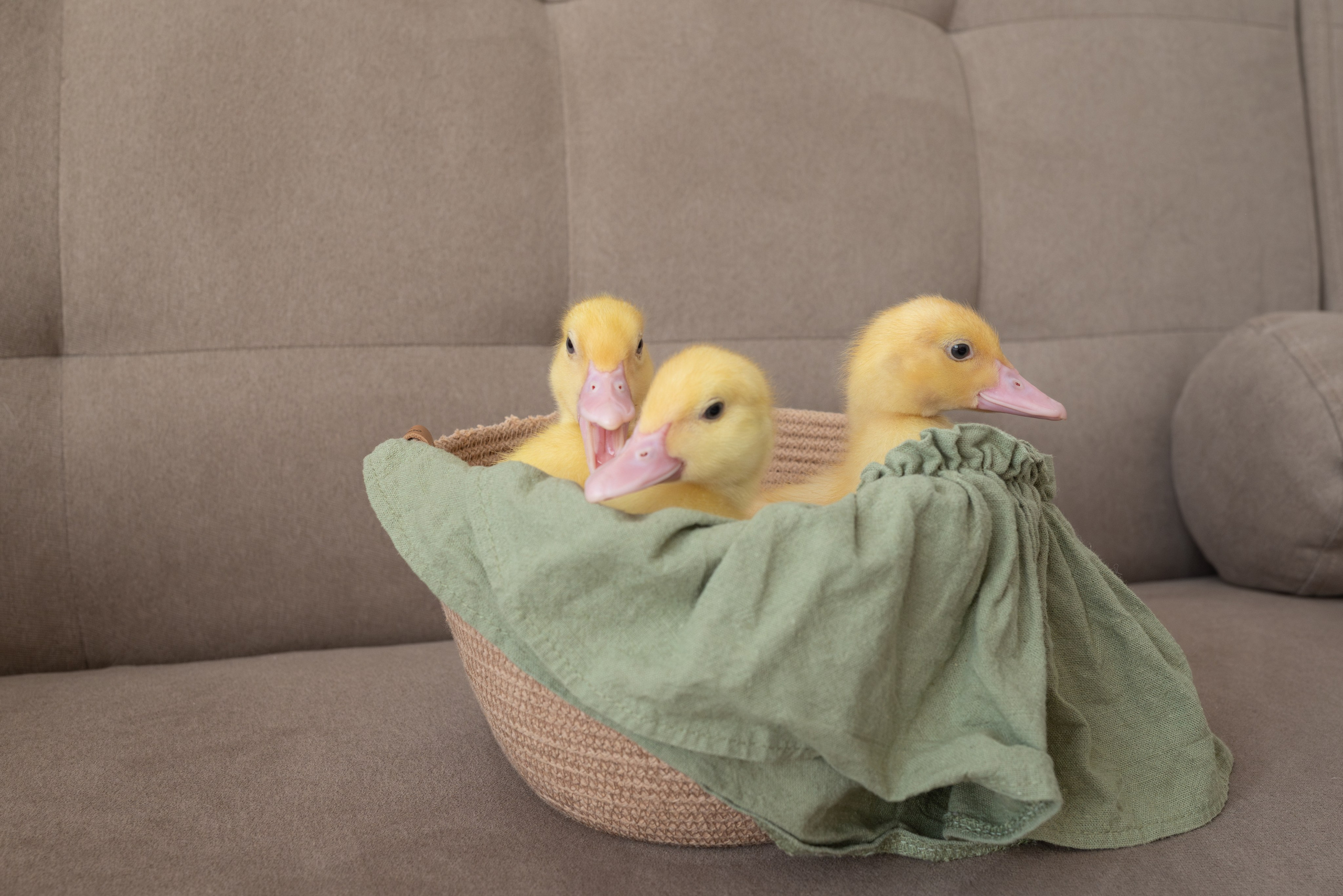 Пасха. Светлана Агалакова Фотограф