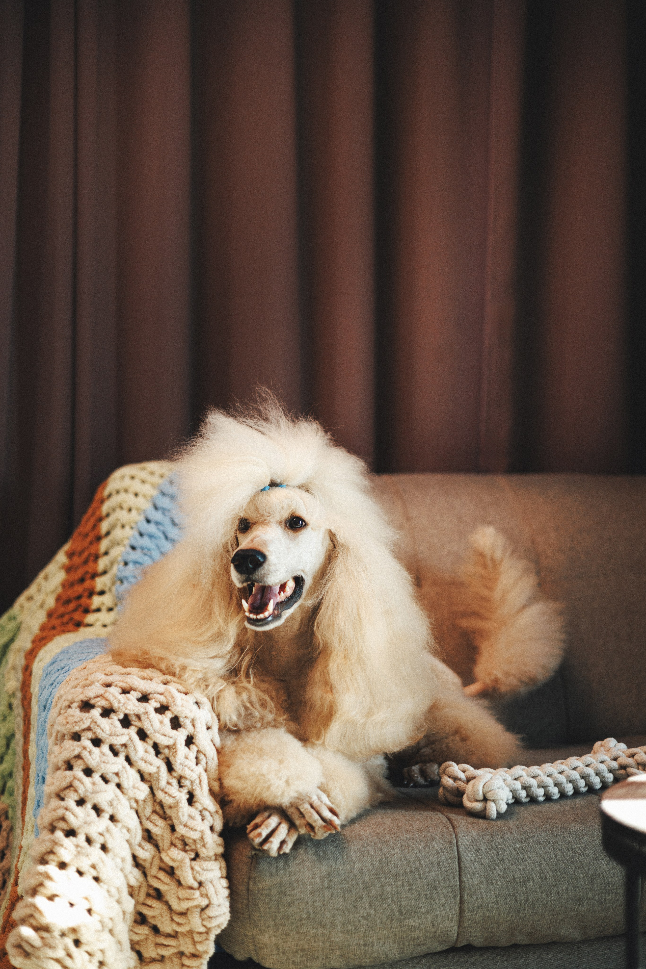 M-Pets. Фотограф анималист Осипчикова Мария