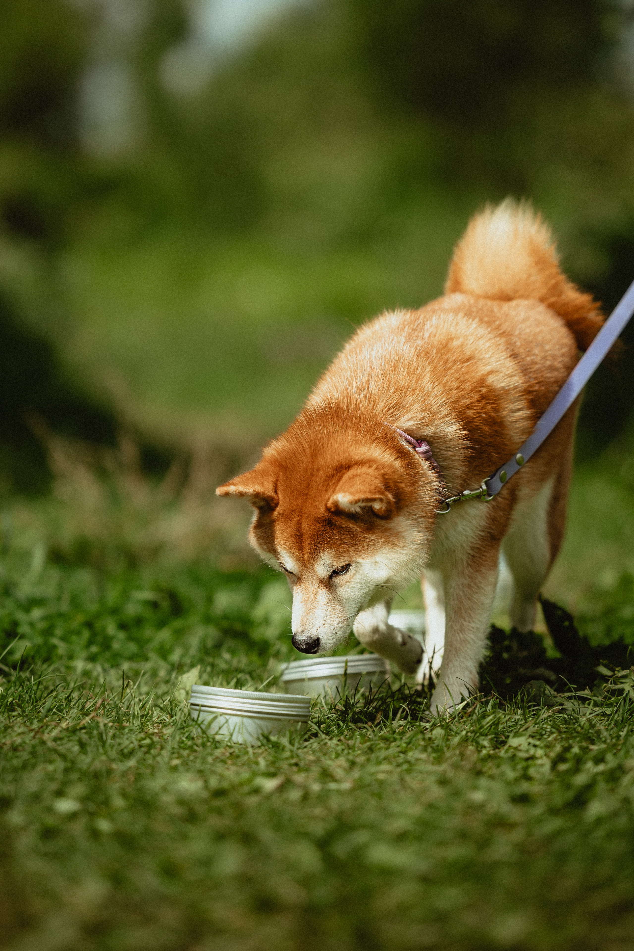 Выездной дог-тренинг от школы «Шерсть имею»