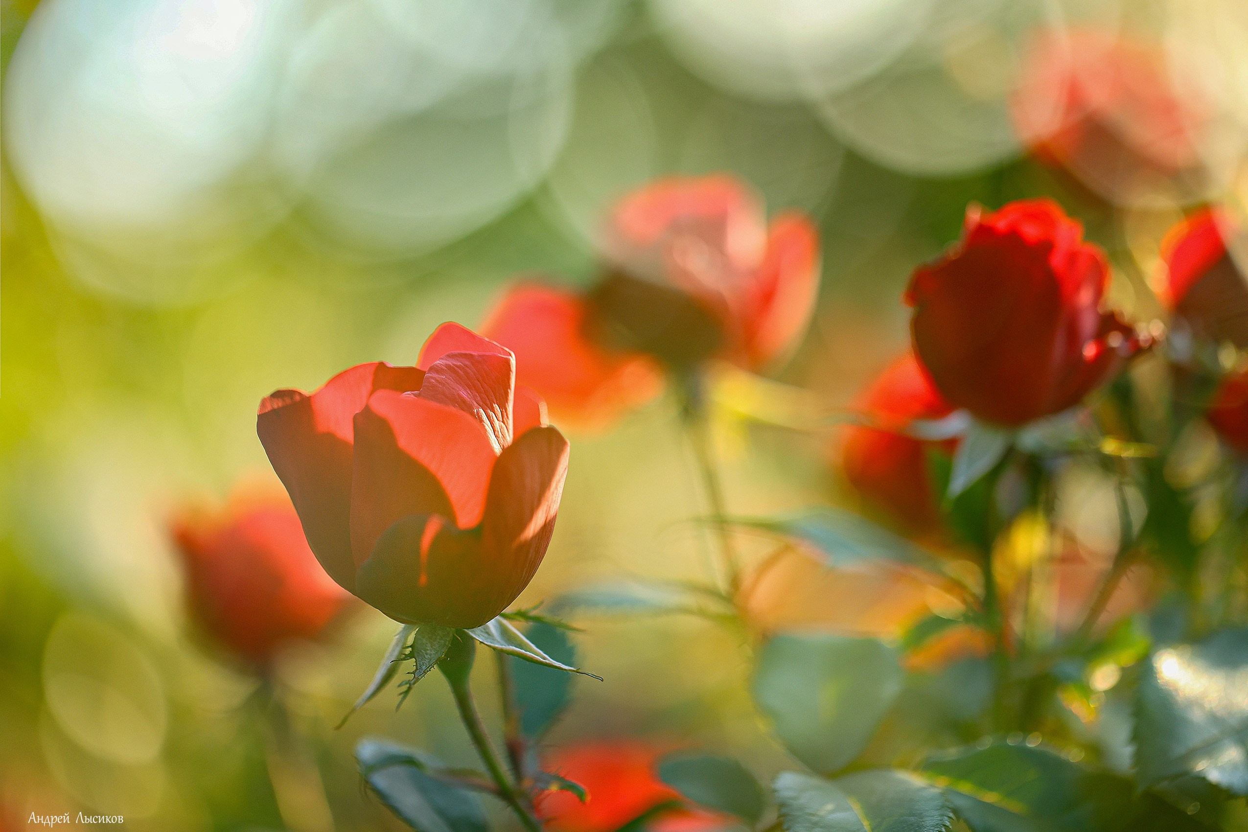 Цветы. Ландшафтный фотограф Андрей Лысиков, Москва
